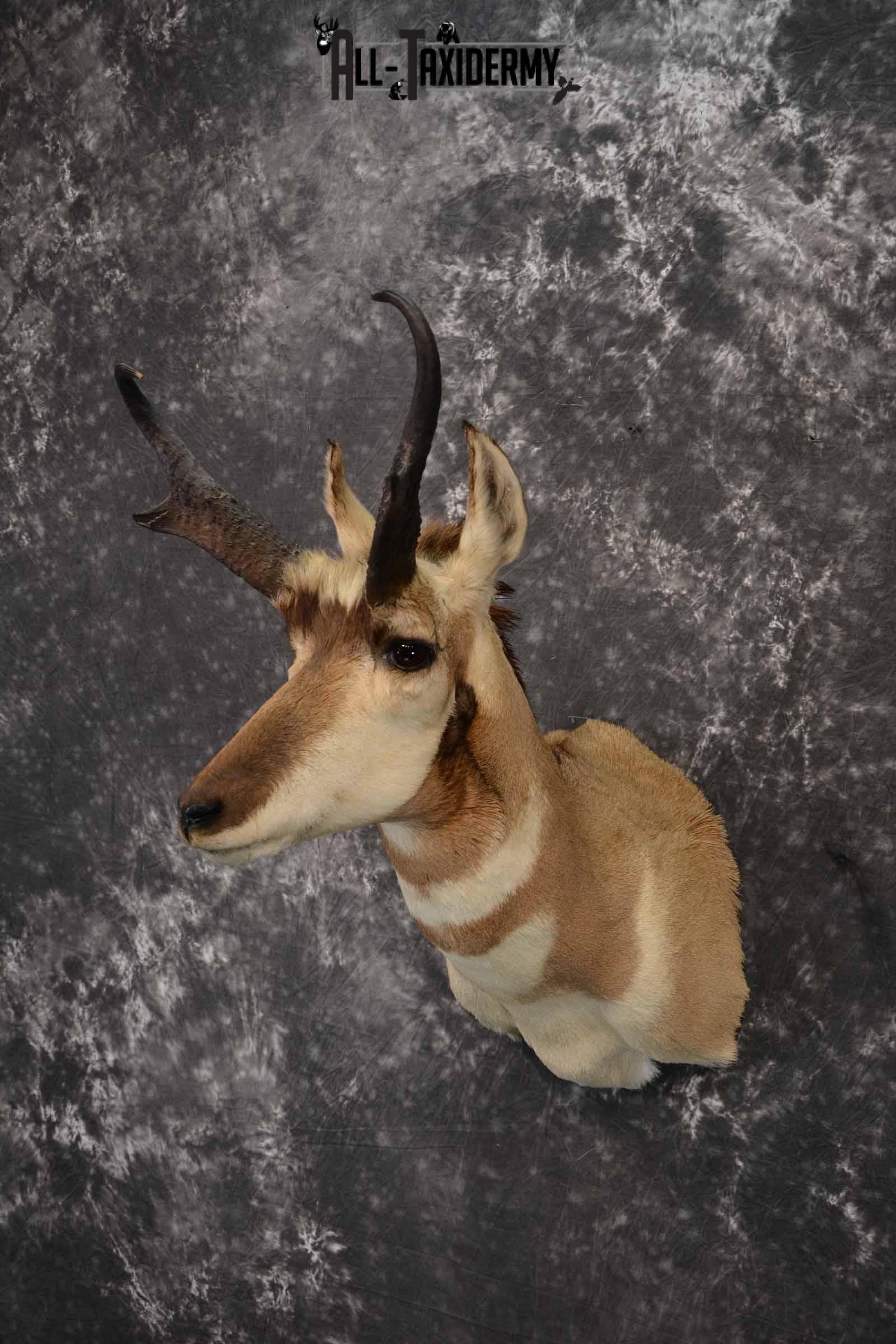 Pronghorn Antelope taxidermy shoulder mount for sale SKU 1239 - Image 2