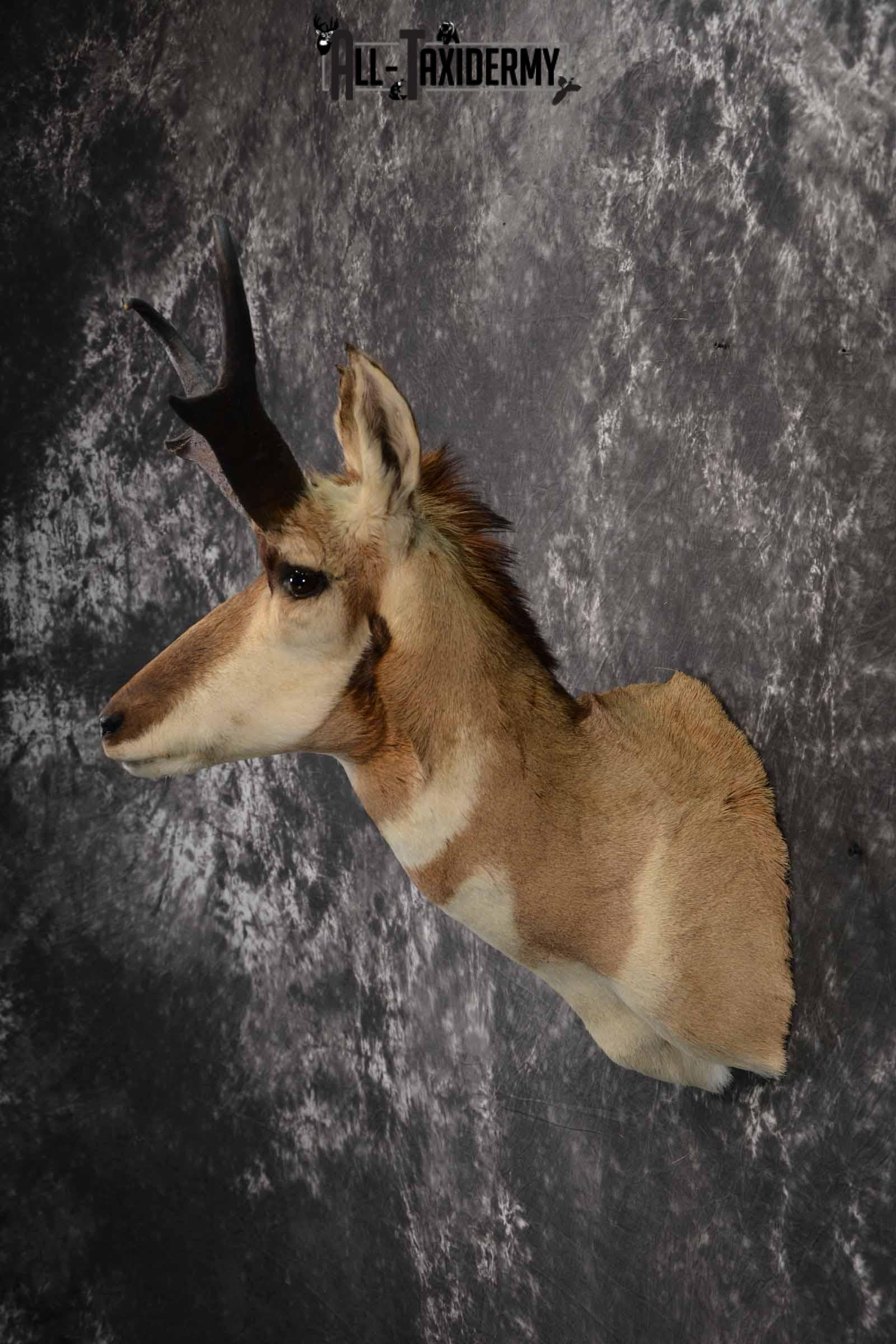 Pronghorn Antelope taxidermy shoulder mount for sale SKU 1239 - Image 3