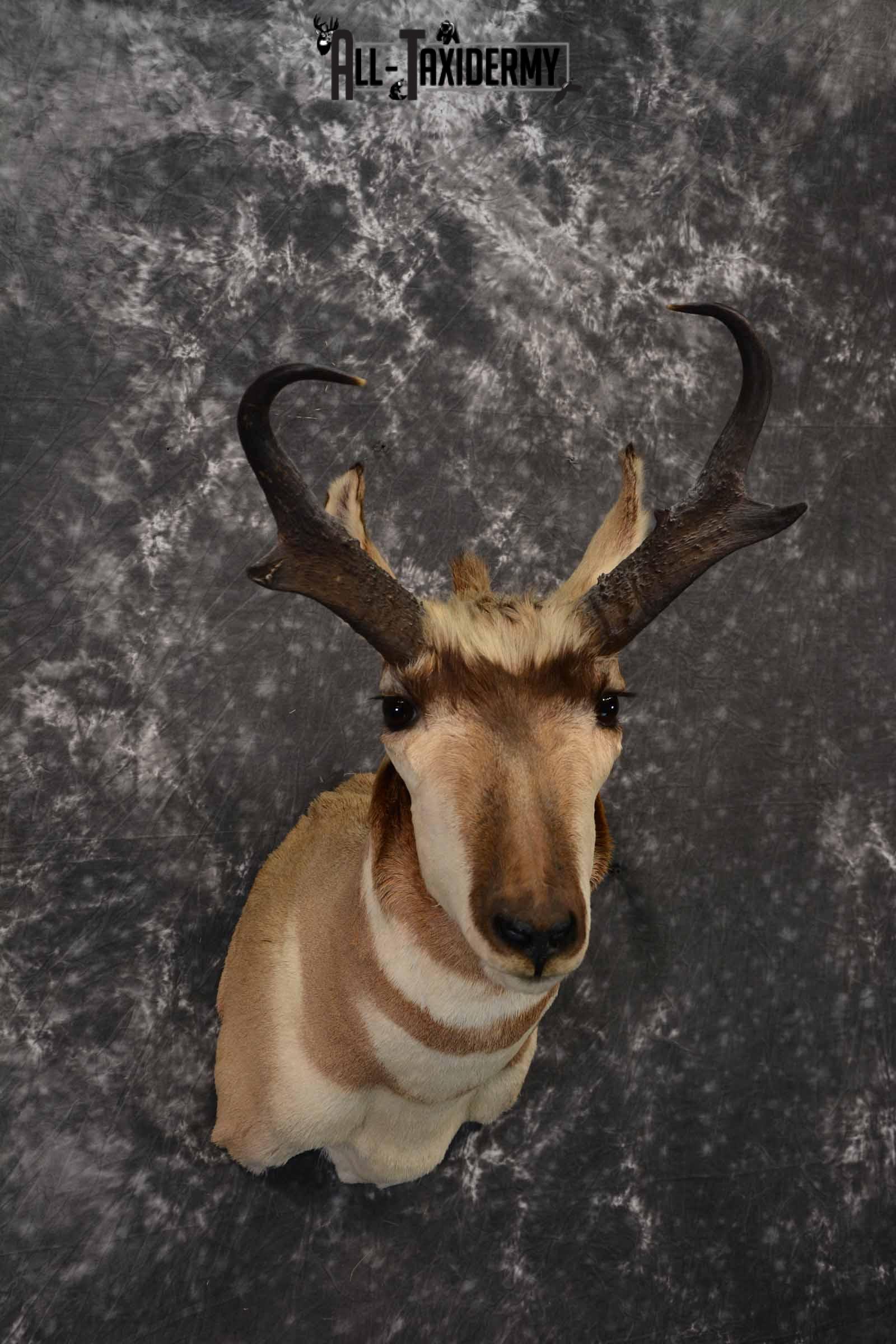 Pronghorn Antelope taxidermy shoulder mount for sale SKU 1239 - Image 4