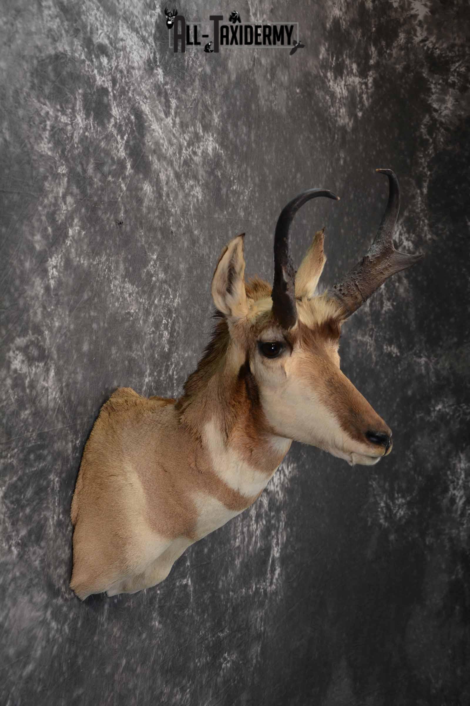 Pronghorn Antelope taxidermy shoulder mount for sale SKU 1239 - Image 5