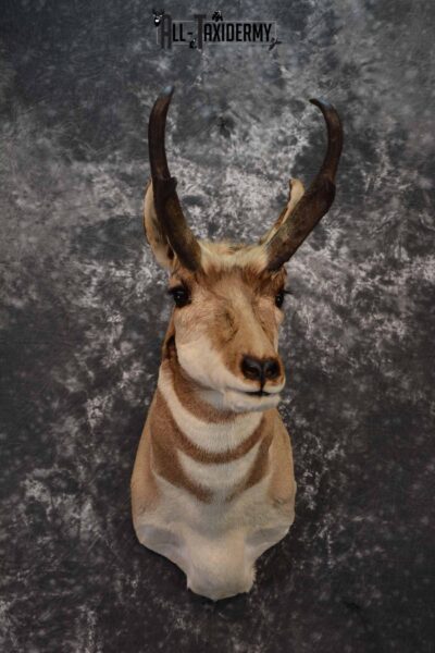 Pronghorn Antelope taxidermy shoulder mount for sale SKU 1238