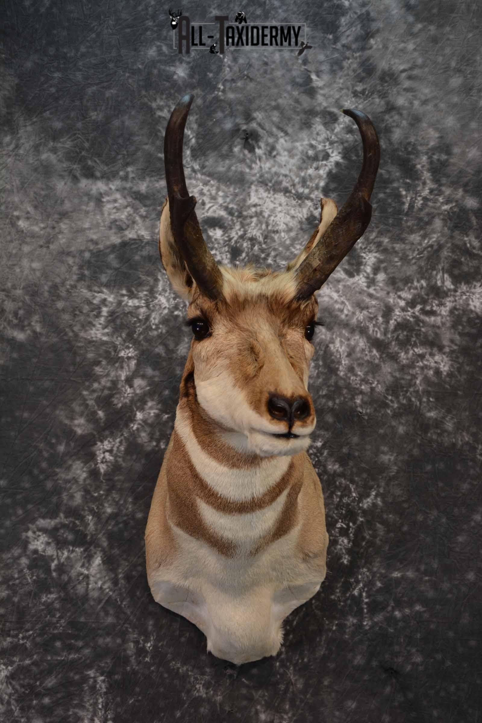 Pronghorn Antelope taxidermy shoulder mount for sale SKU 1238