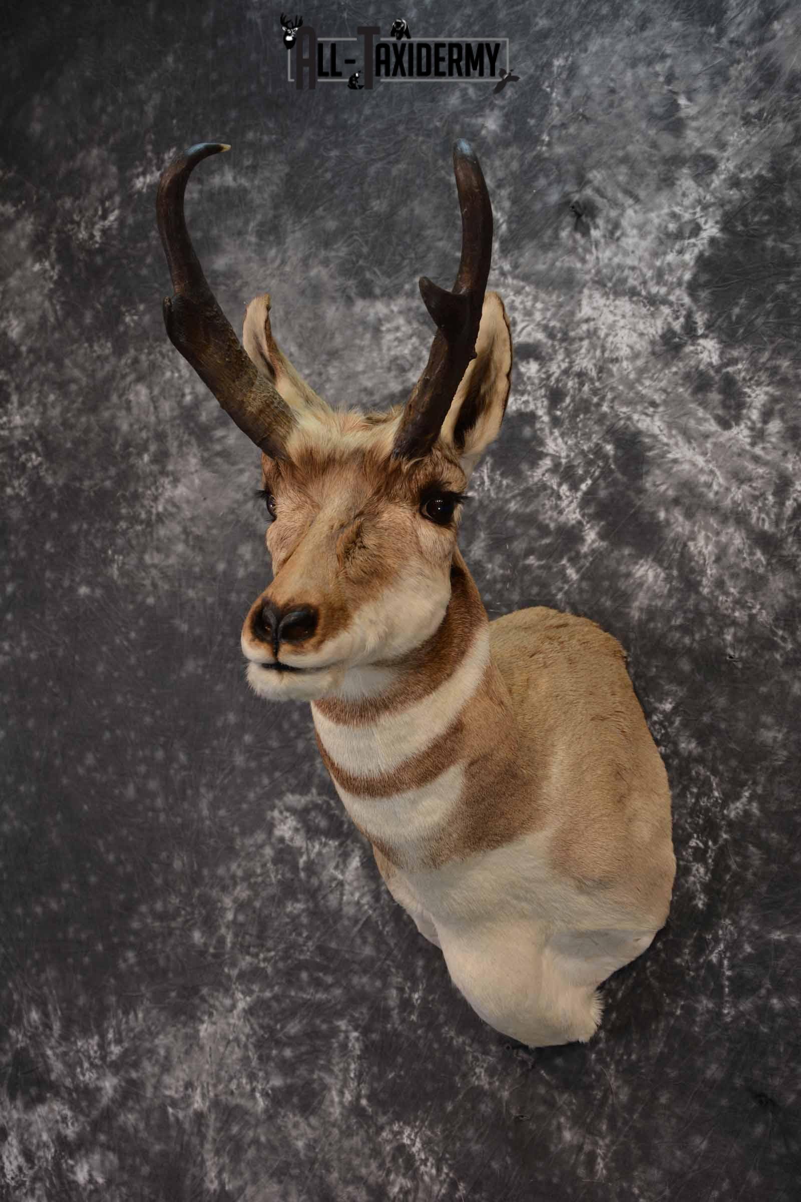 Pronghorn Antelope taxidermy shoulder mount for sale SKU 1238 - Image 2