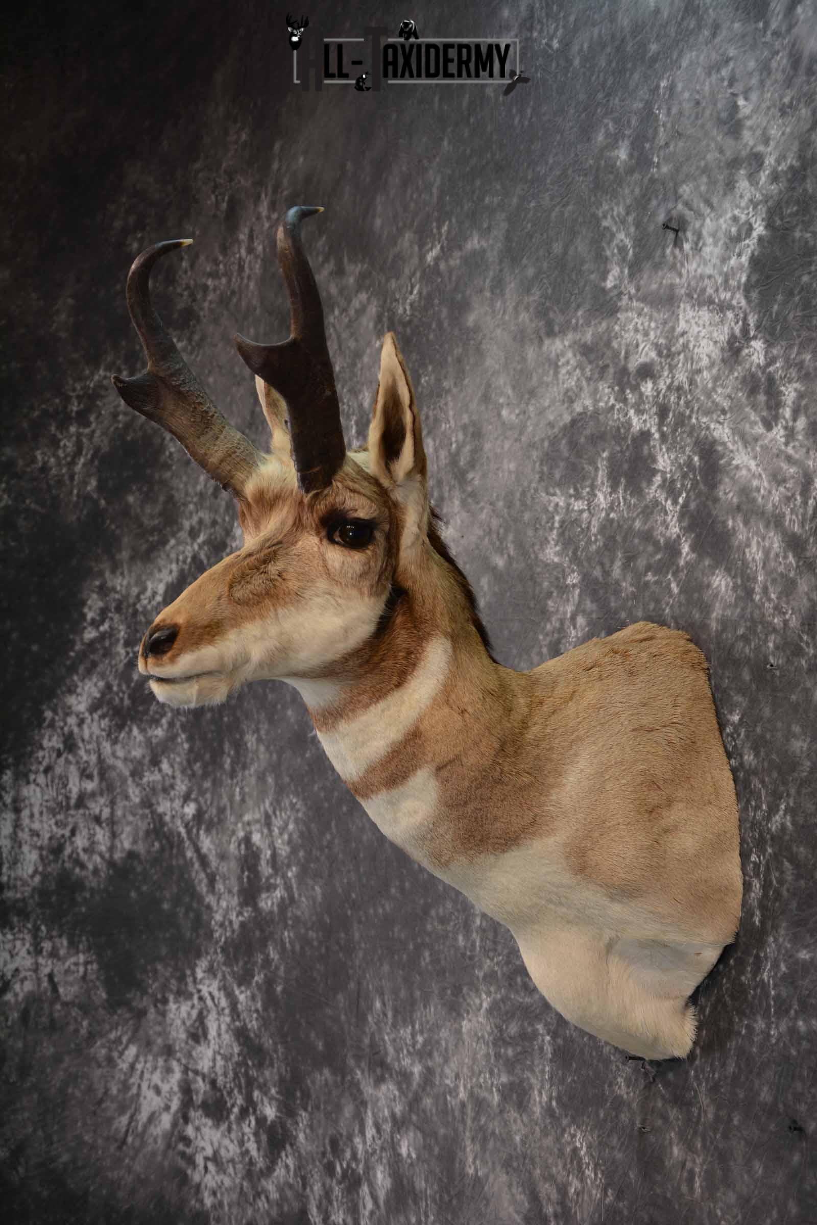 Pronghorn Antelope taxidermy shoulder mount for sale SKU 1238 - Image 3