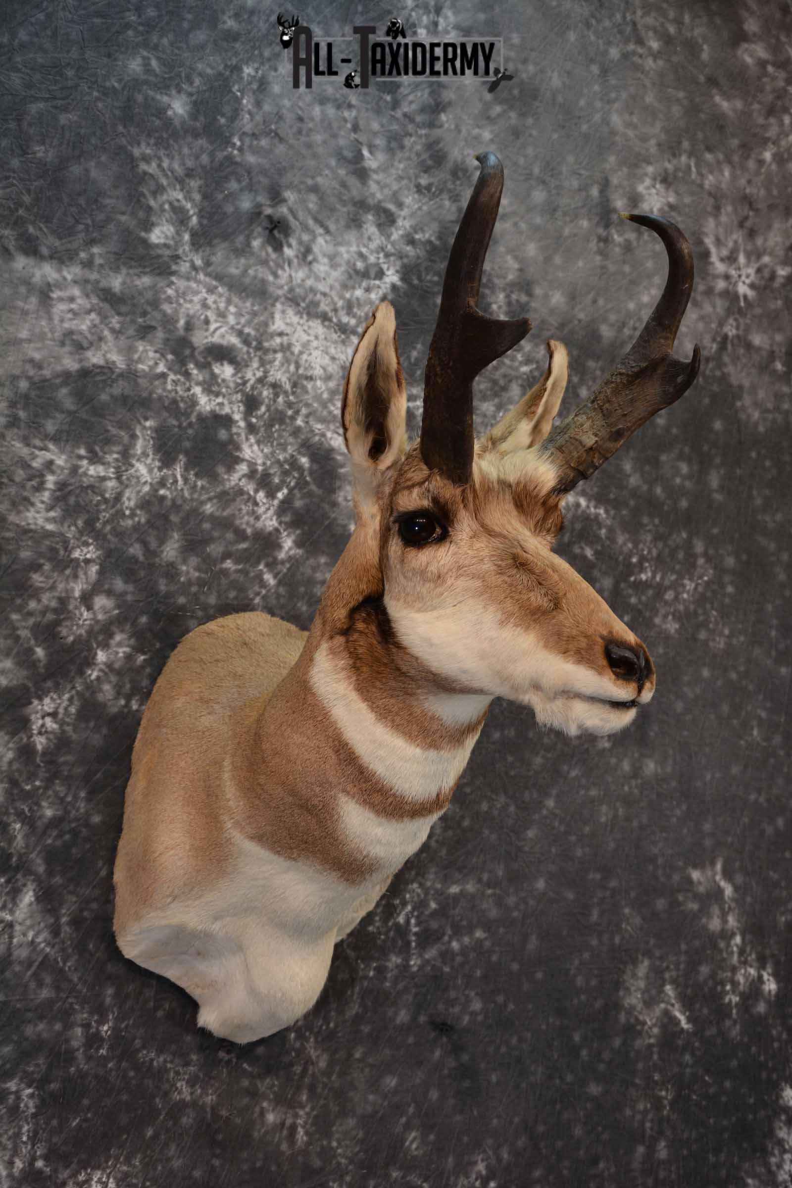 Pronghorn Antelope taxidermy shoulder mount for sale SKU 1238 - Image 4