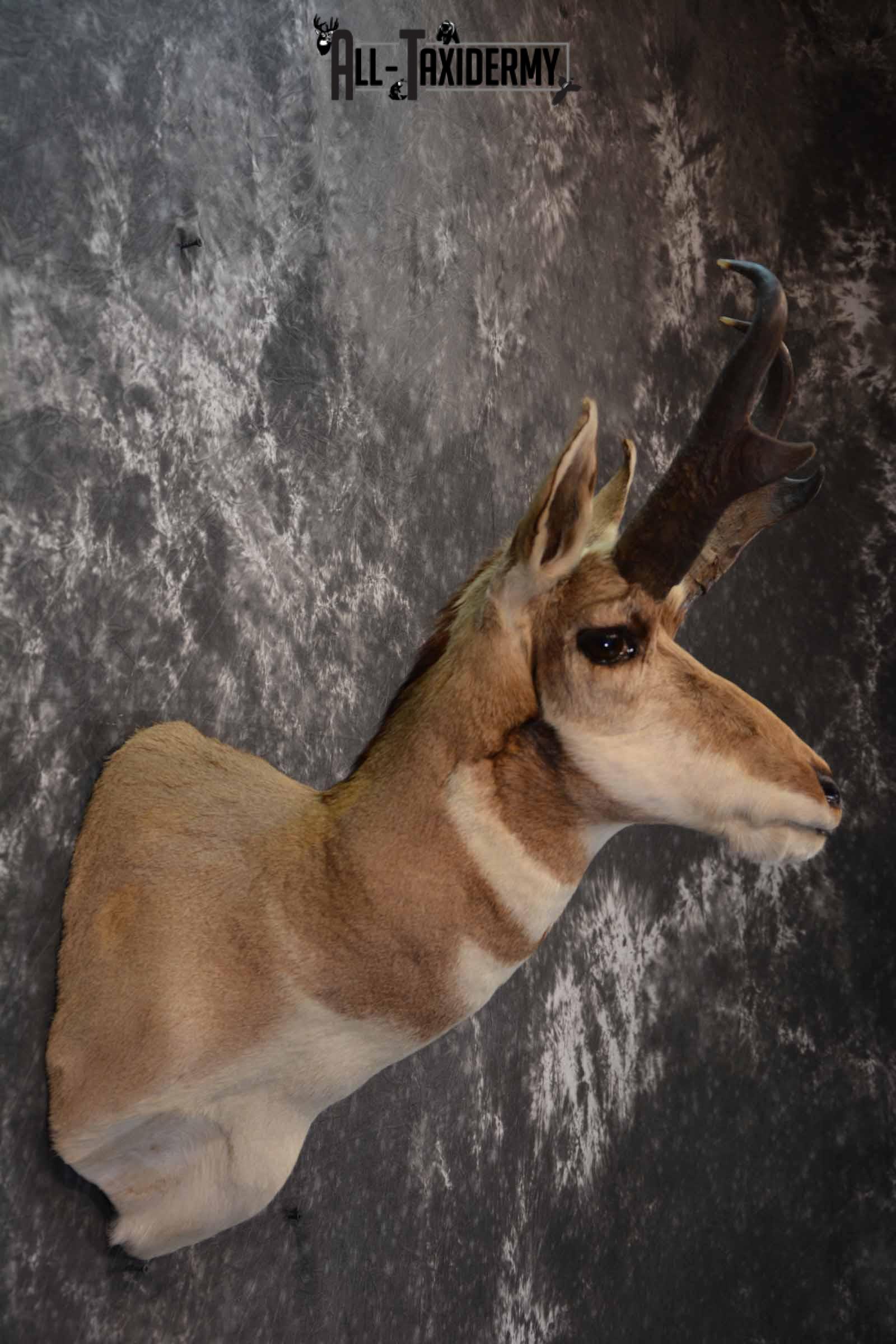 Pronghorn Antelope taxidermy shoulder mount for sale SKU 1238 - Image 5