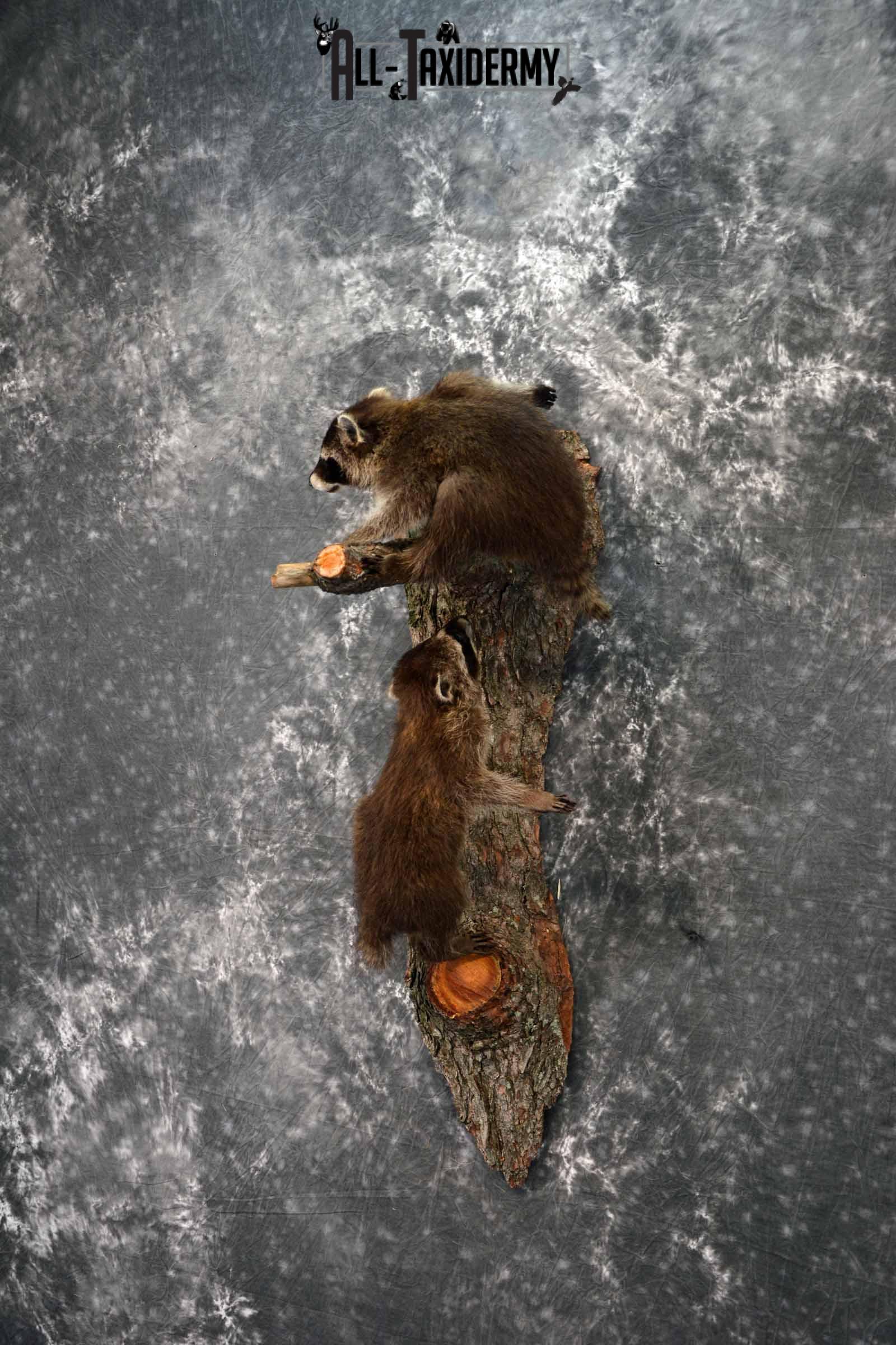 Two baby full mount raccoon taxidermy mount for sale SKU1020 - Image 2