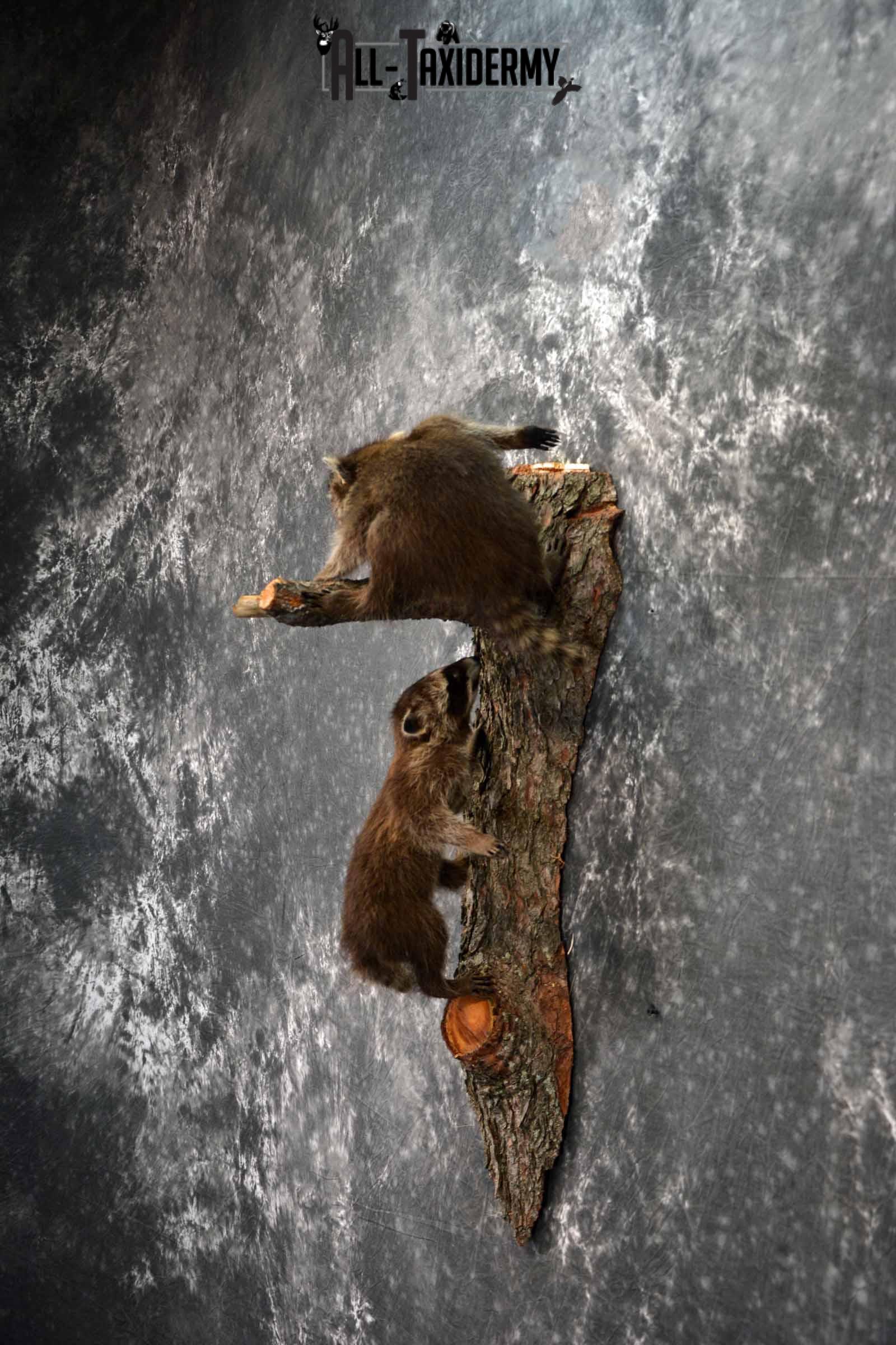 Two baby full mount raccoon taxidermy mount for sale SKU1020 - Image 3