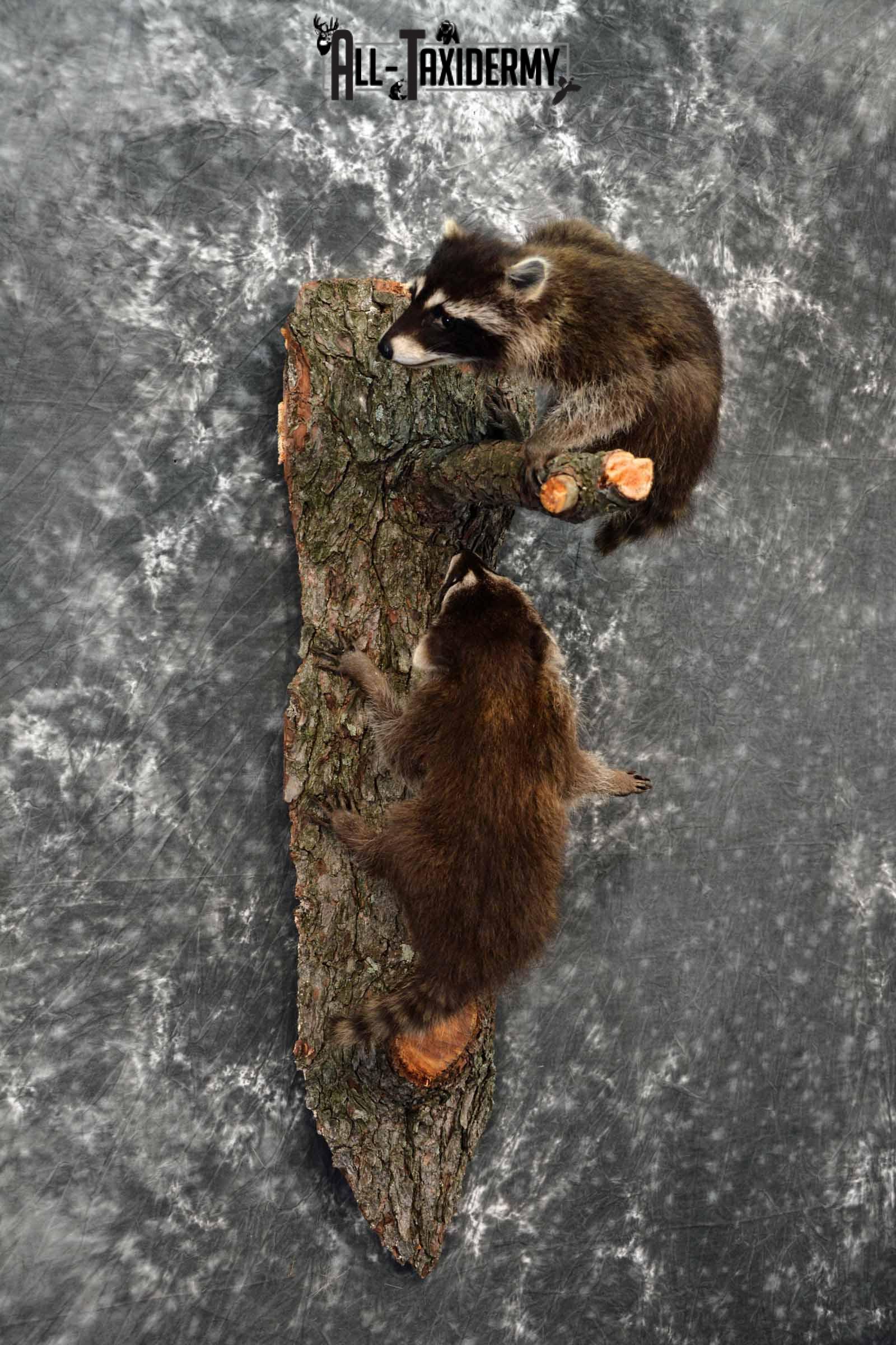 Two baby full mount raccoon taxidermy mount for sale SKU1020 - Image 4