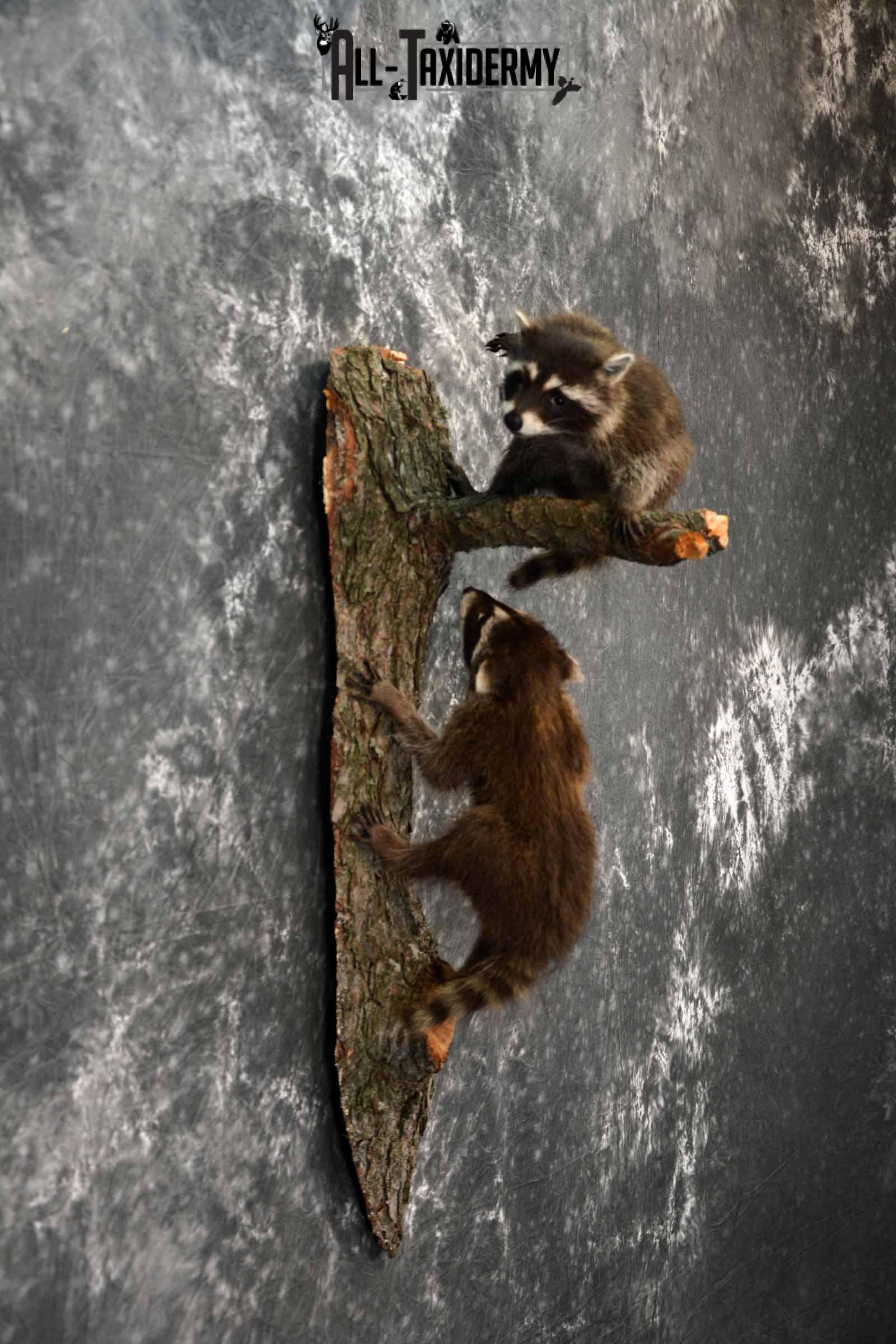 Two baby full mount raccoon taxidermy mount for sale SKU1020 - Image 5