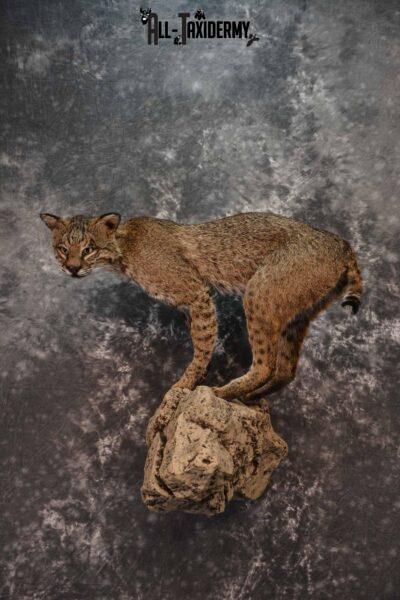 Bobcat full body taxidermy mount for sale SKU1017