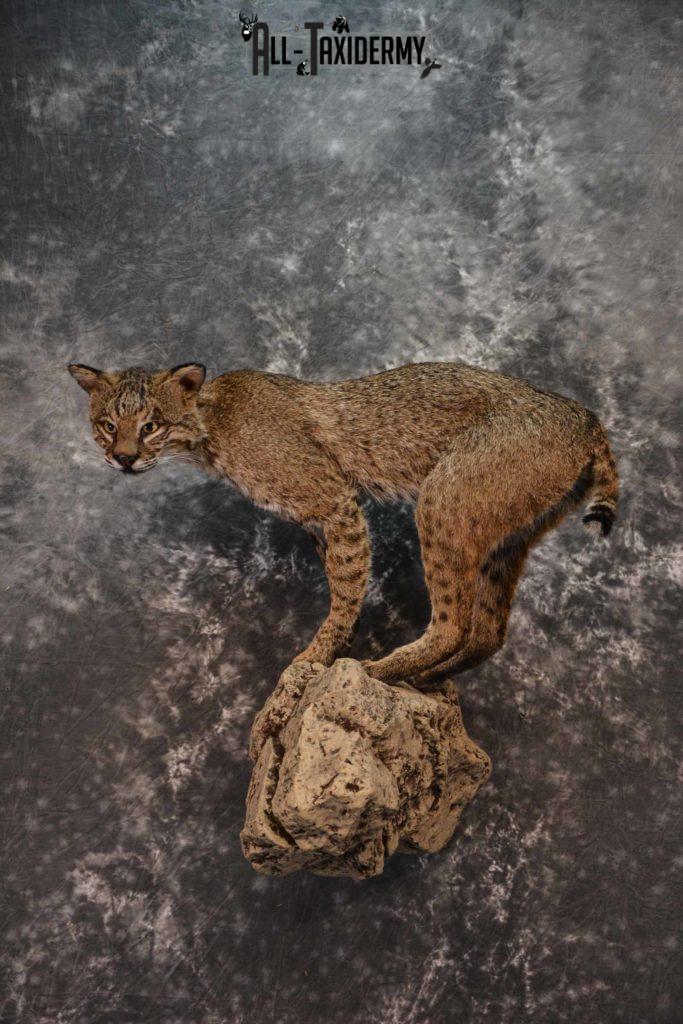 Bobcat full body taxidermy mount for sale SKU1017 - All Taxidermy