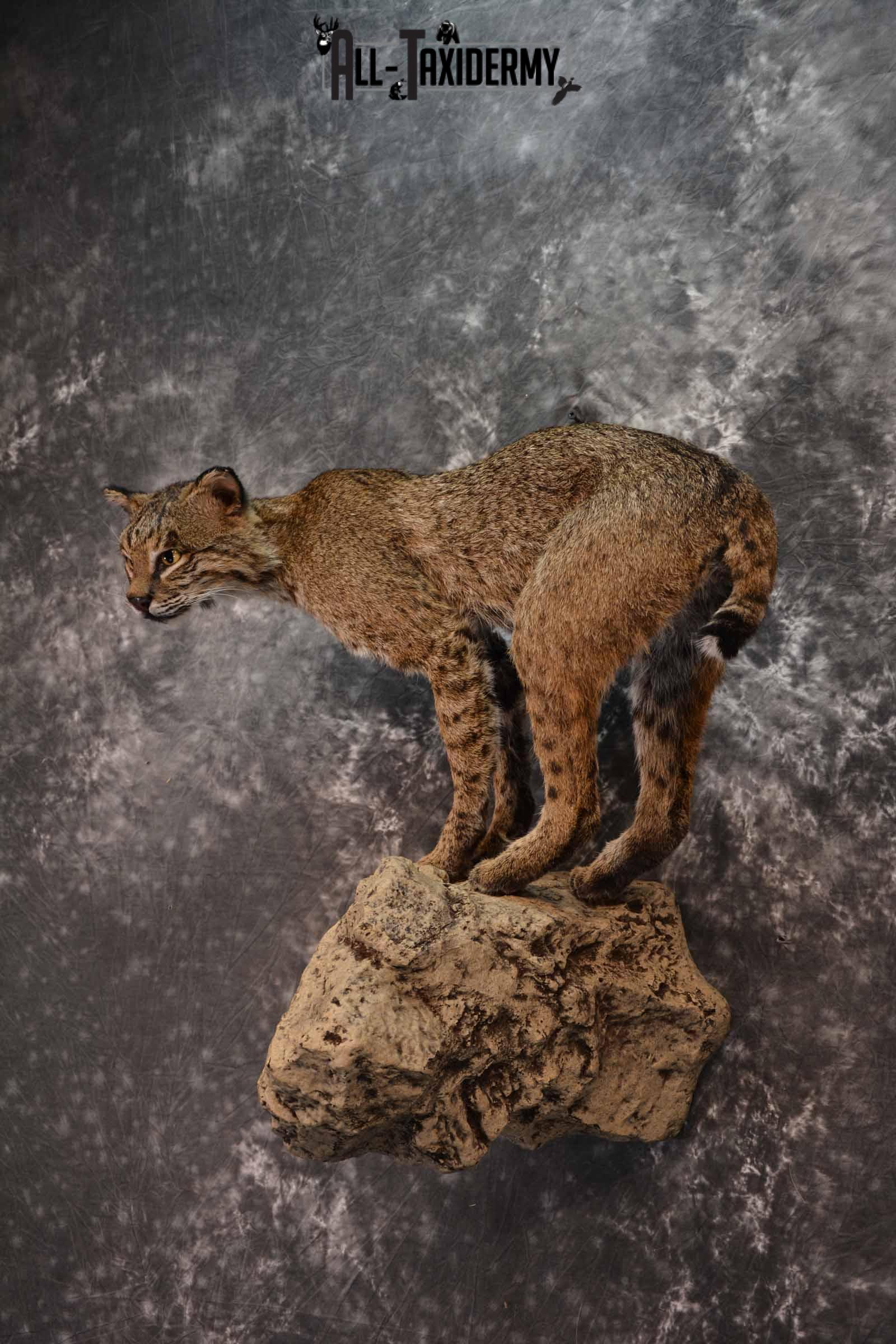 Bobcat full body taxidermy mount for sale SKU1017 - Image 2