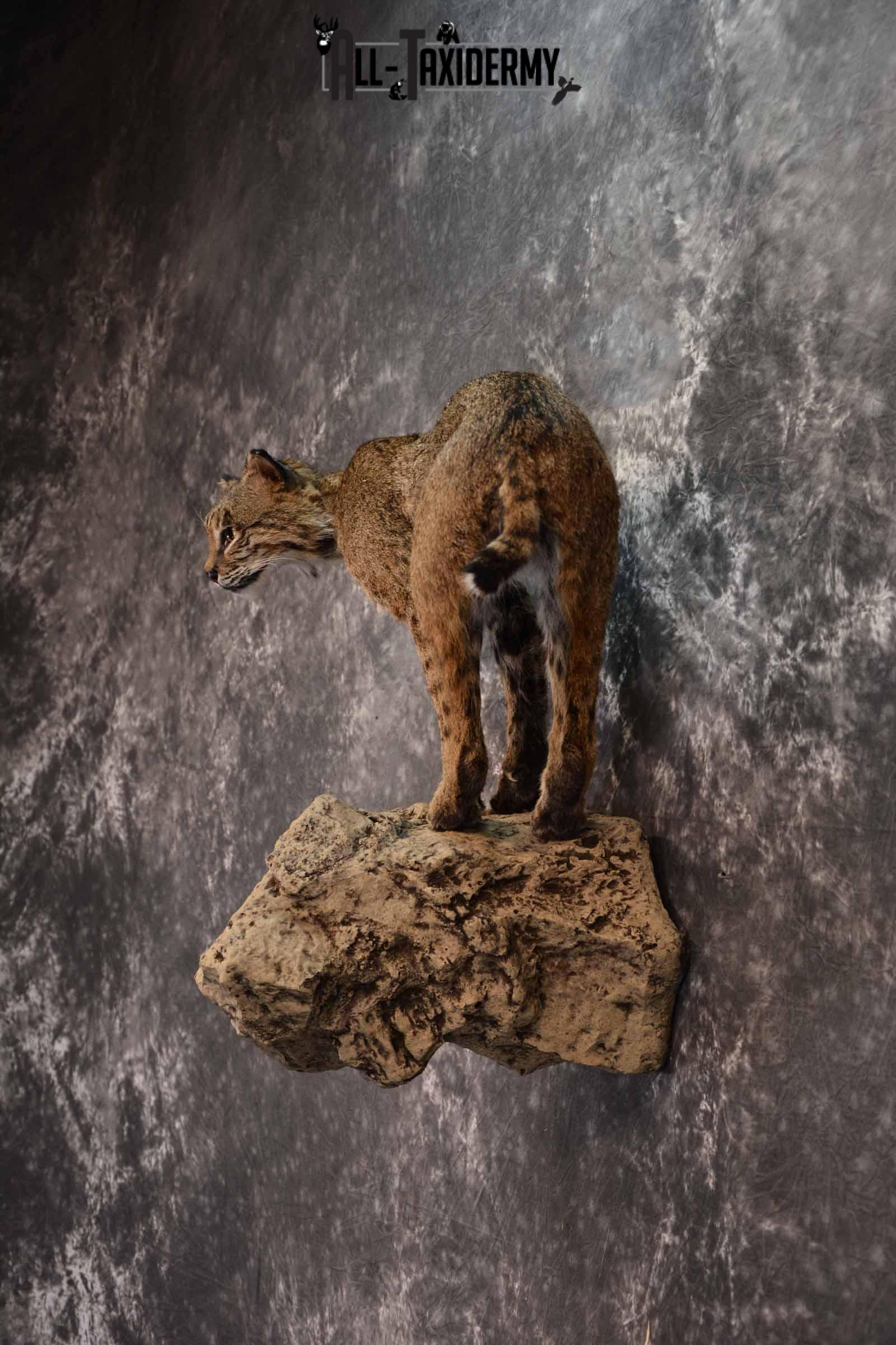 Bobcat full body taxidermy mount for sale SKU1017 - Image 3