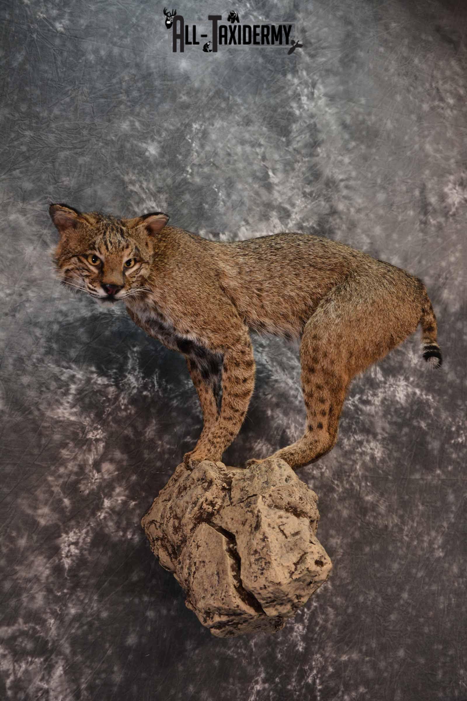 Bobcat full body taxidermy mount for sale SKU1017 - Image 4