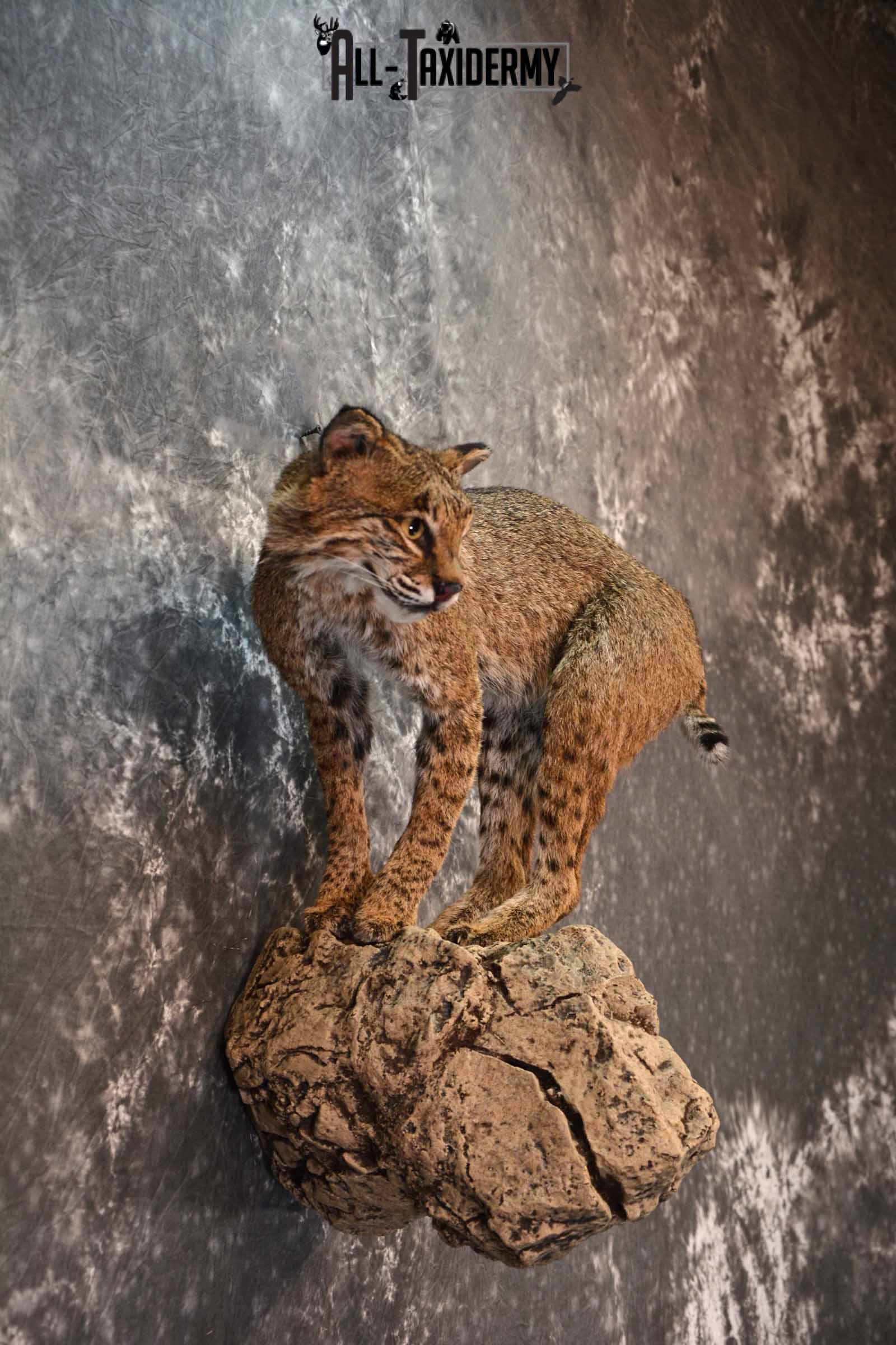 Bobcat full body taxidermy mount for sale SKU1017 - Image 5