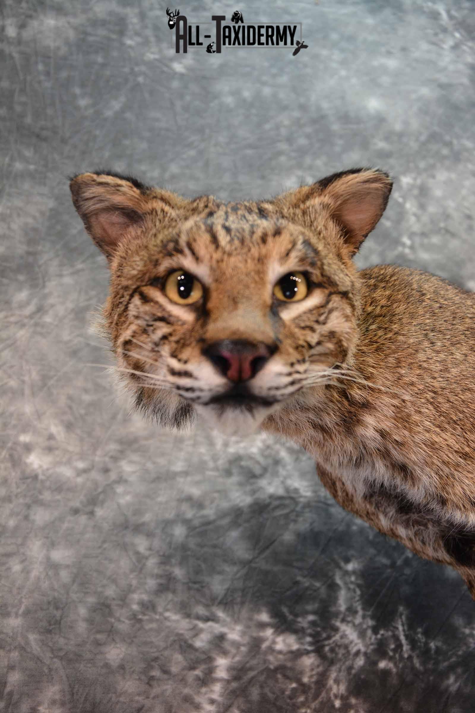 Bobcat full body taxidermy mount for sale SKU1017 - Image 6