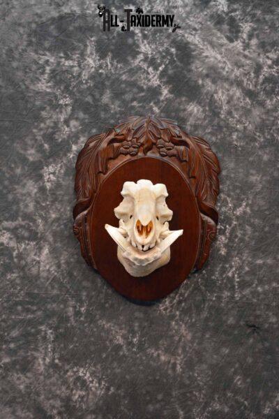 Russian Boar front half skull mount for sale SKU 1198