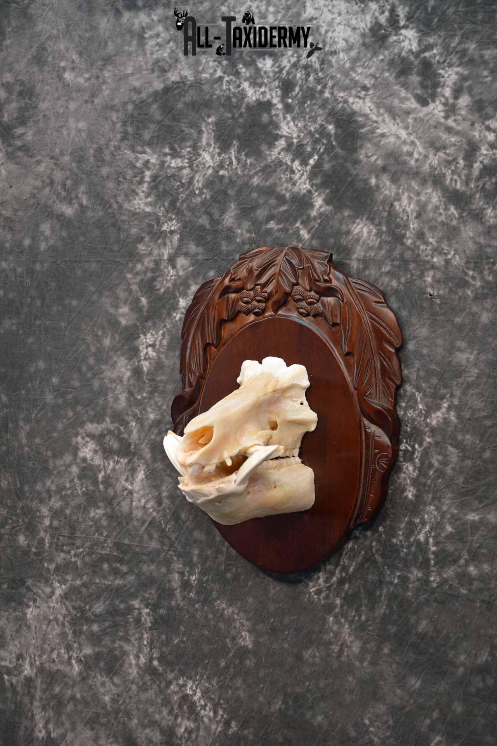 Russian Boar front half skull mount for sale SKU 1198 - Image 2