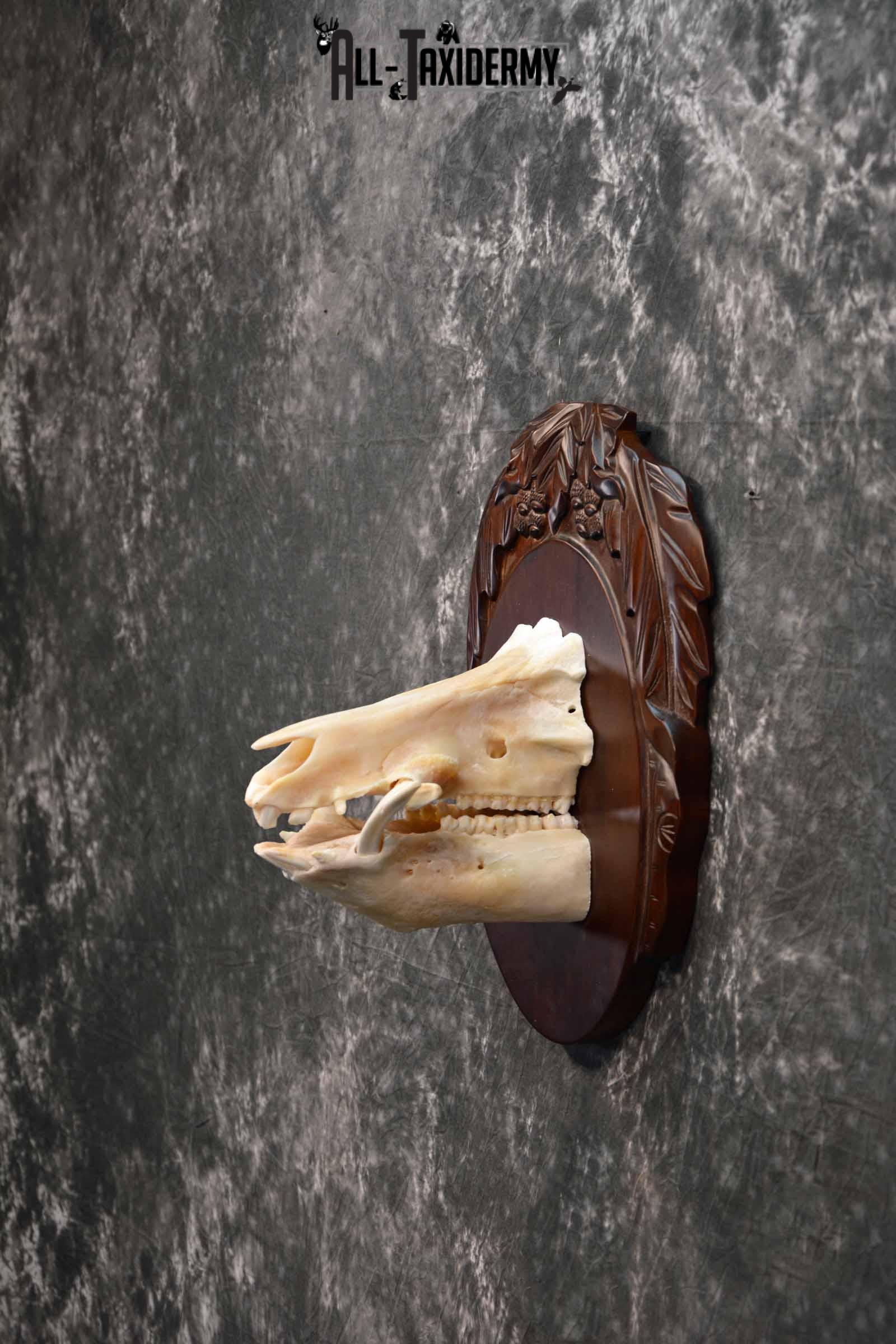 Russian Boar front half skull mount for sale SKU 1198 - Image 3