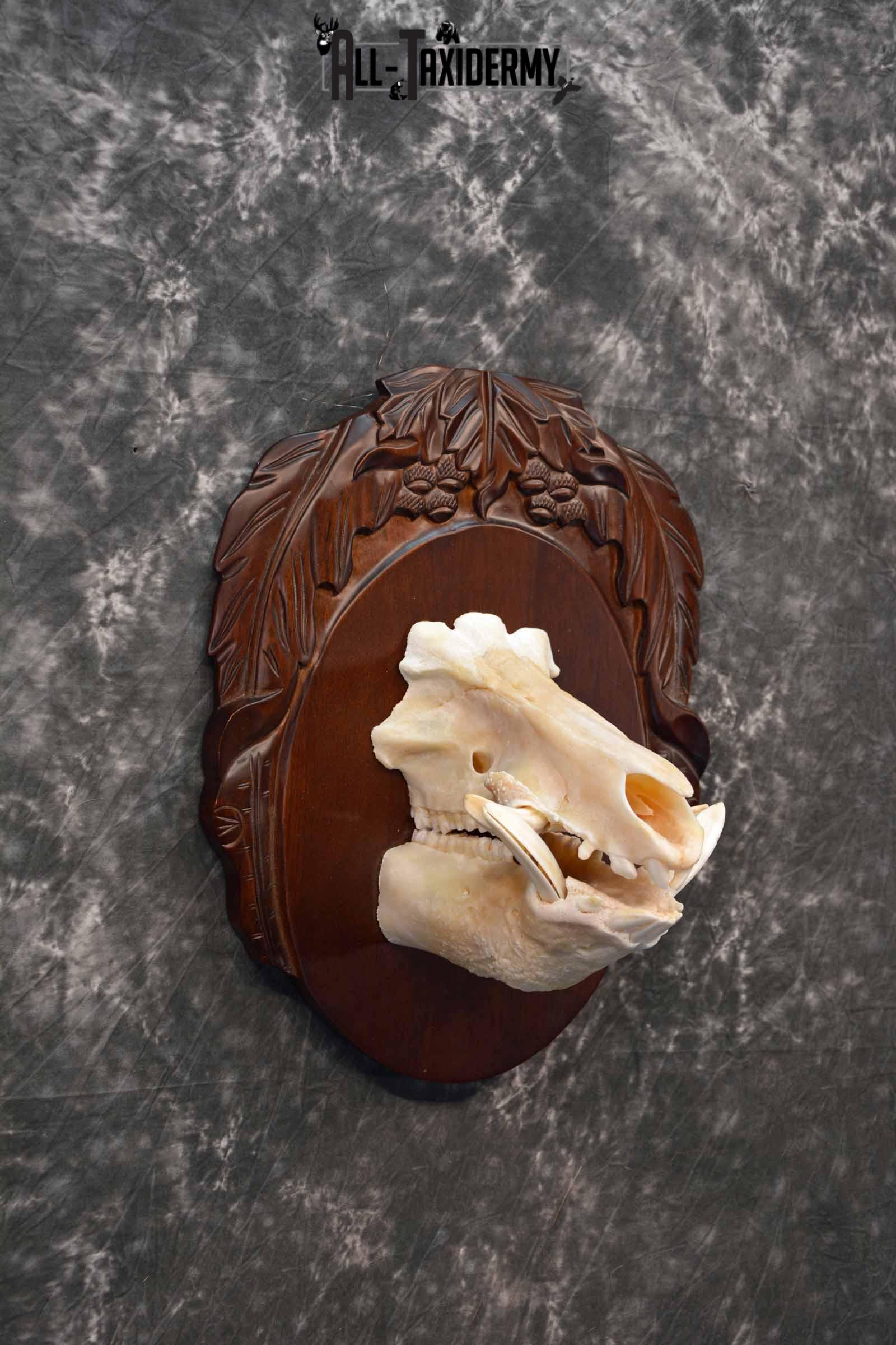 Russian Boar front half skull mount for sale SKU 1198 - Image 4