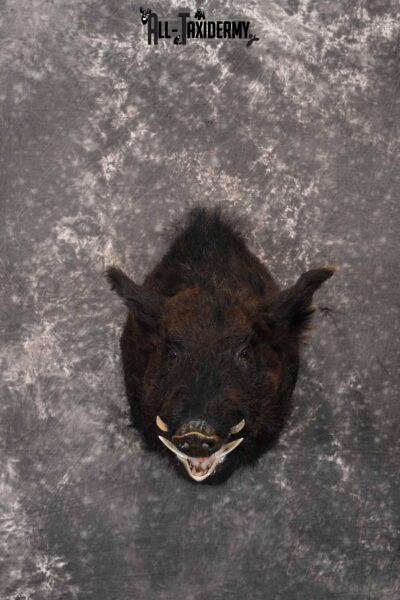 Russian Boar taxidermy mount for sale SKU 1201