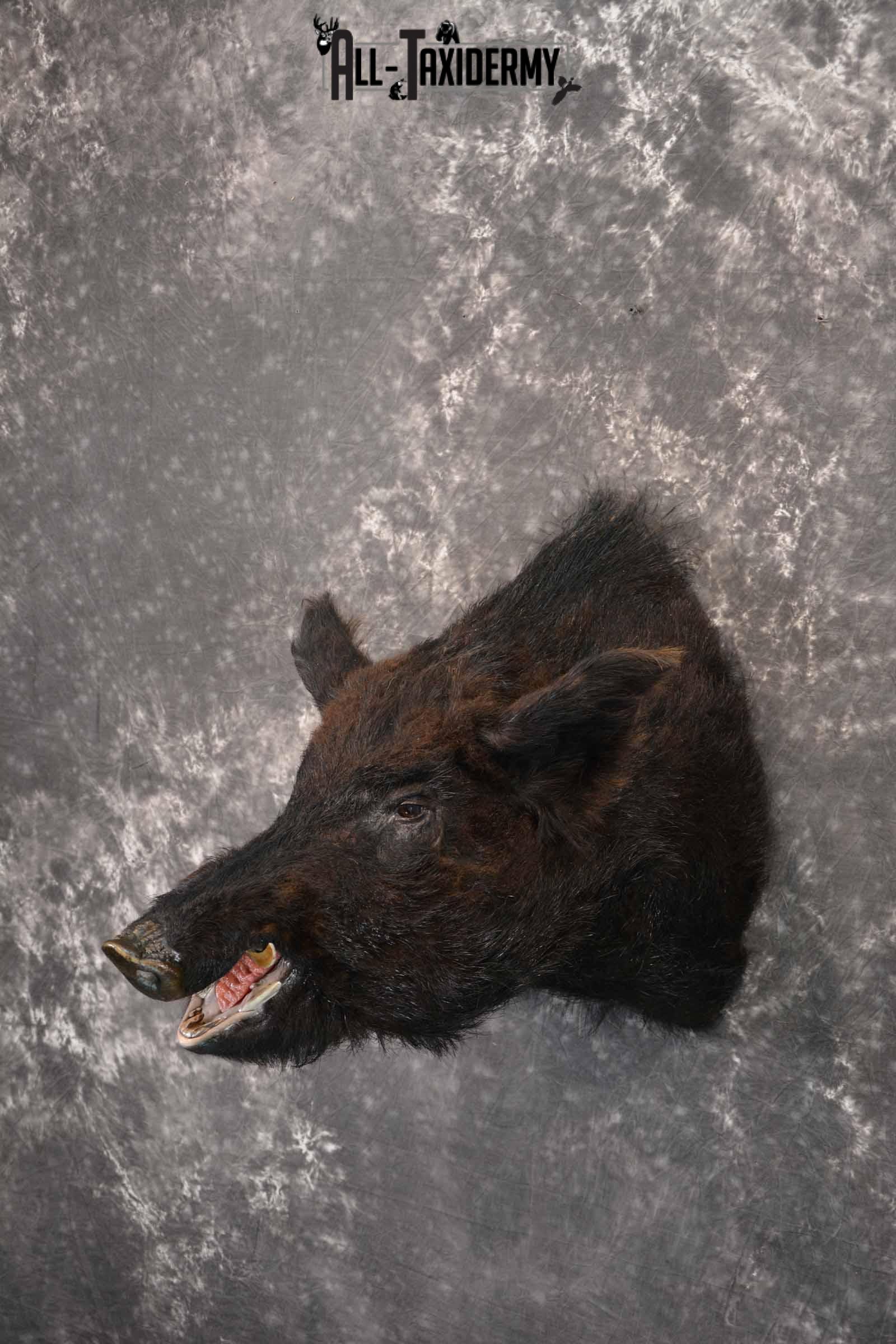 Russian Boar taxidermy mount for sale SKU 1201 - Image 2