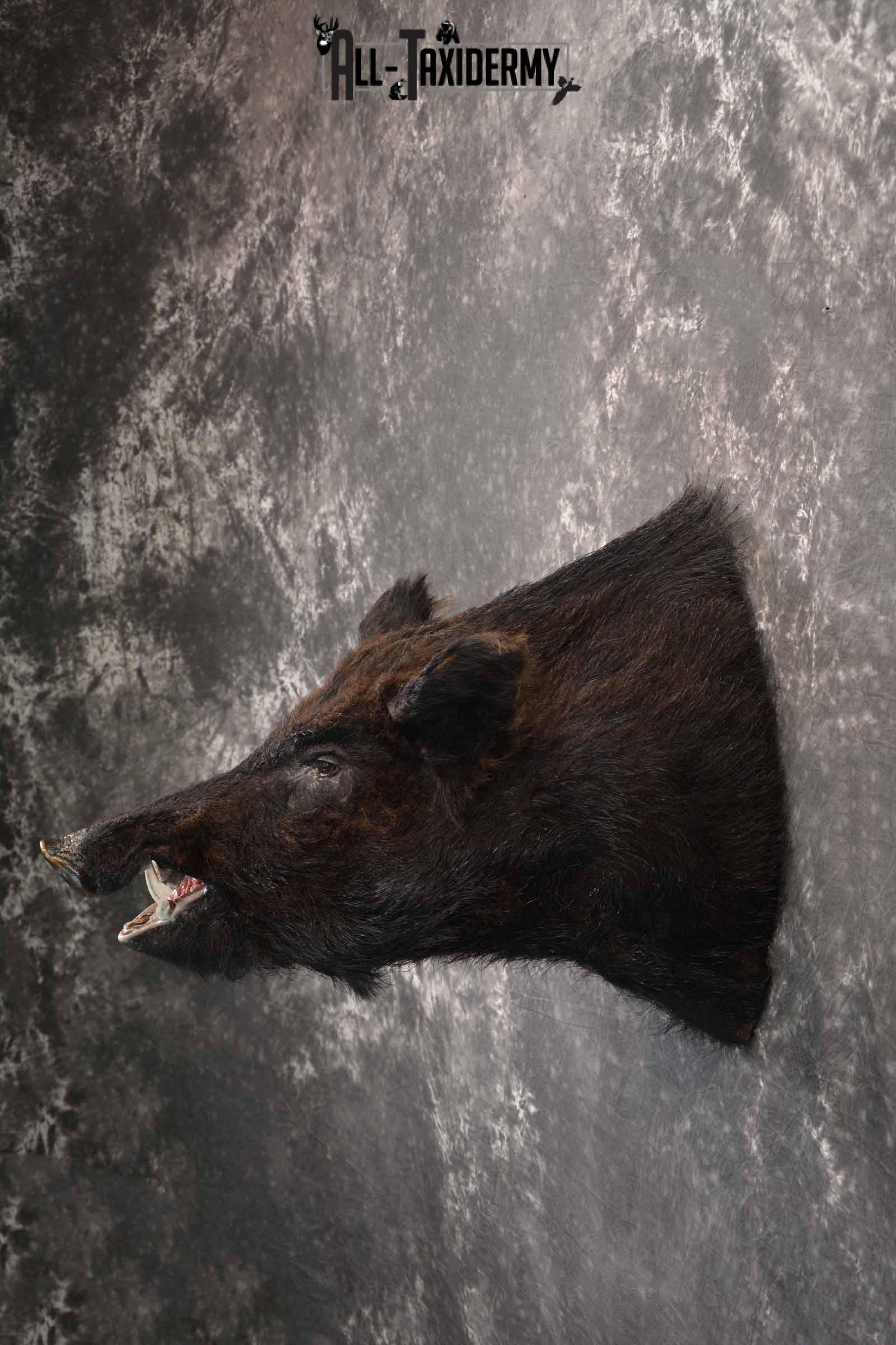Russian Boar taxidermy mount for sale SKU 1201 - Image 3
