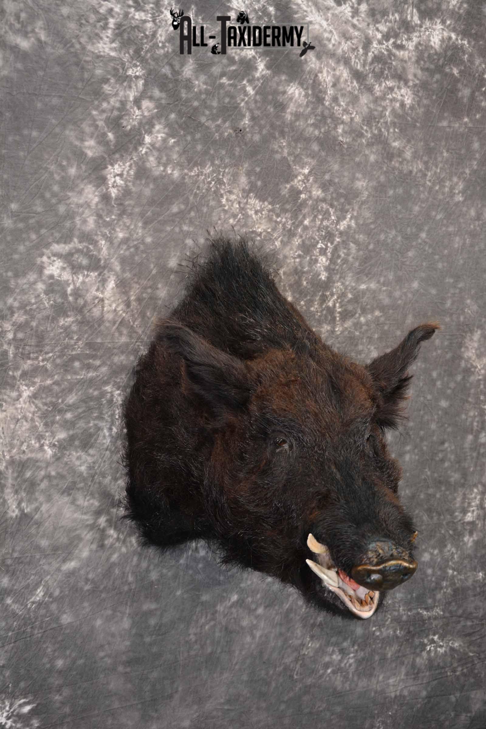 Russian Boar taxidermy mount for sale SKU 1201 - Image 4
