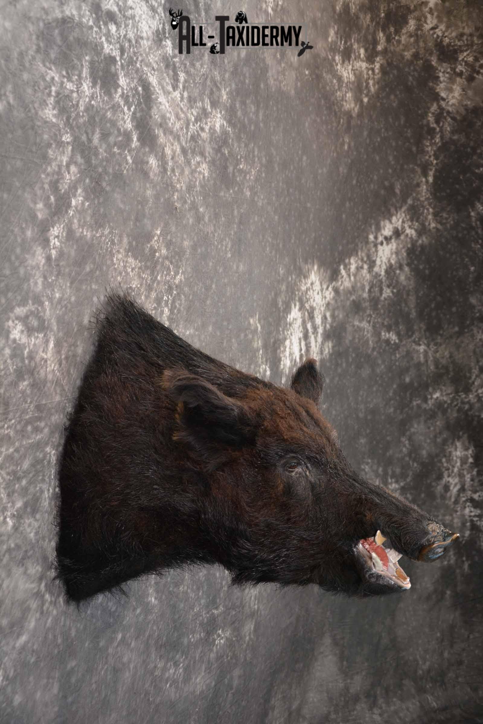 Russian Boar taxidermy mount for sale SKU 1201 - Image 5
