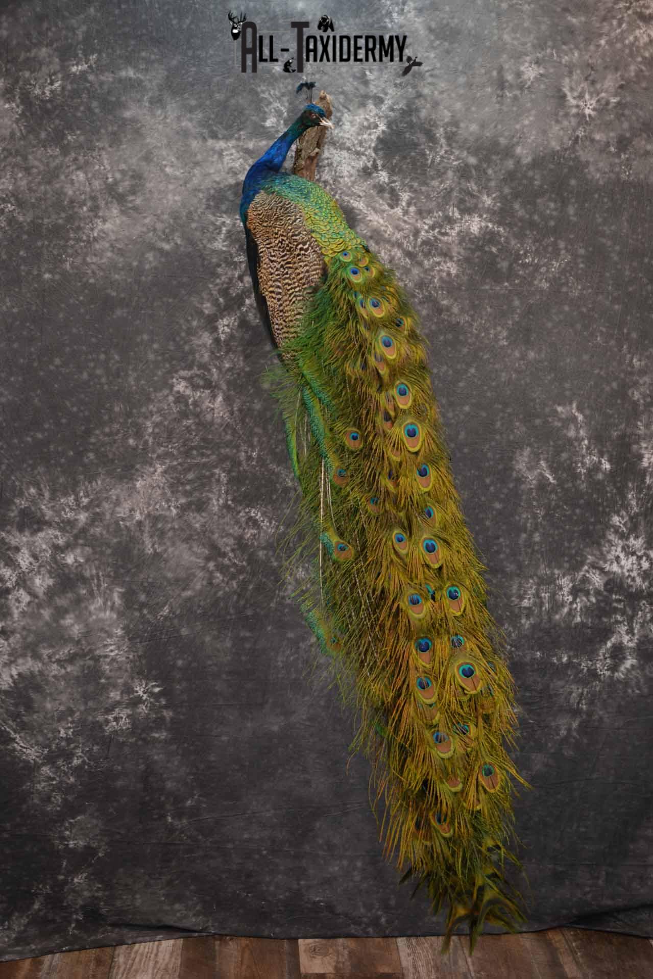Indian Peacock taxidermy mount for sale SKU 1251