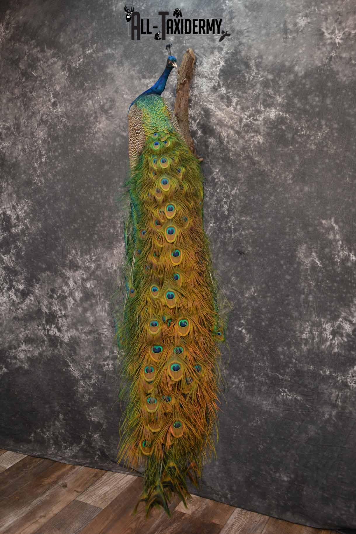 Indian Peacock taxidermy mount for sale SKU 1251 - Image 2