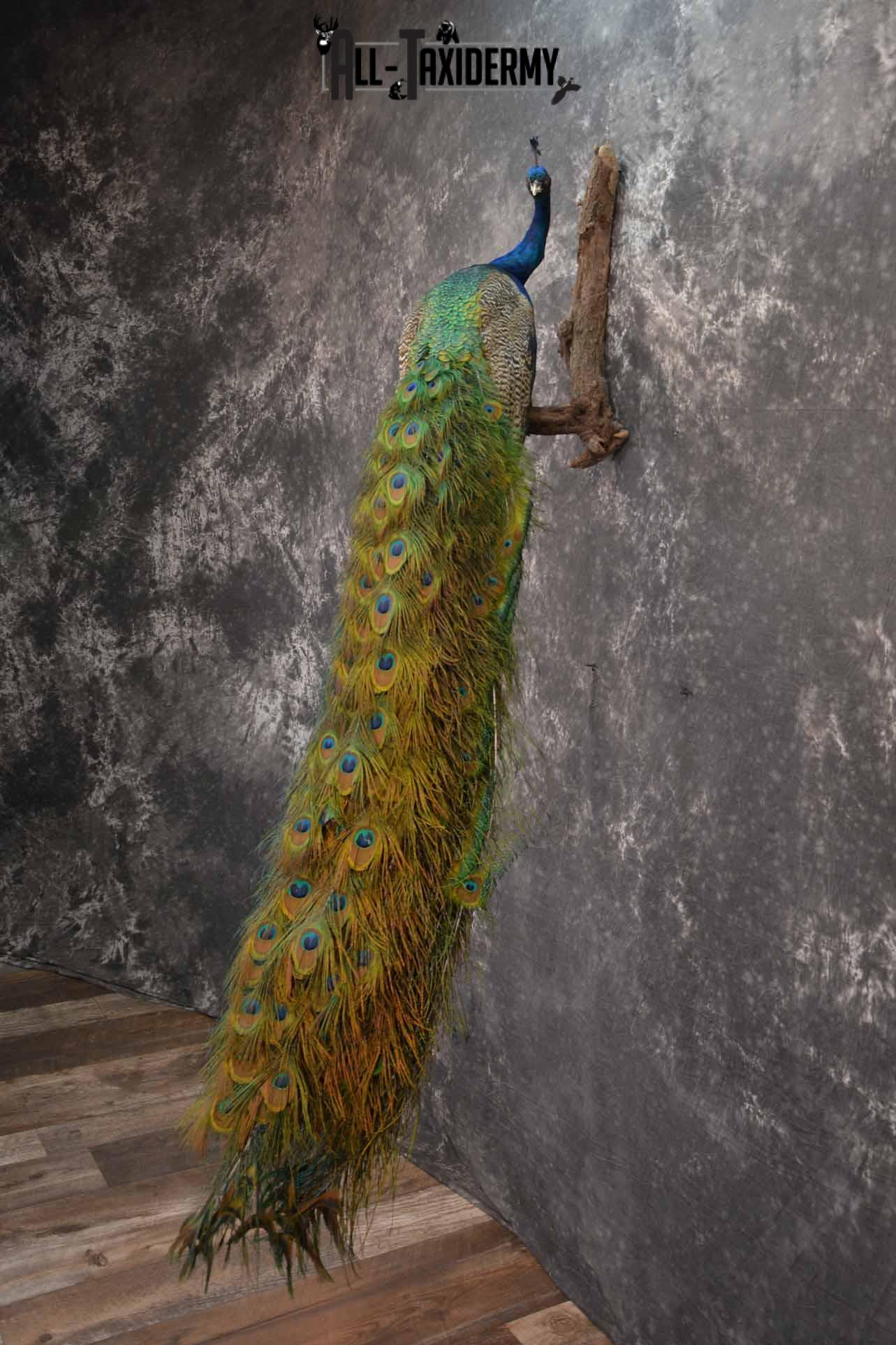Indian Peacock taxidermy mount for sale SKU 1251 - Image 3