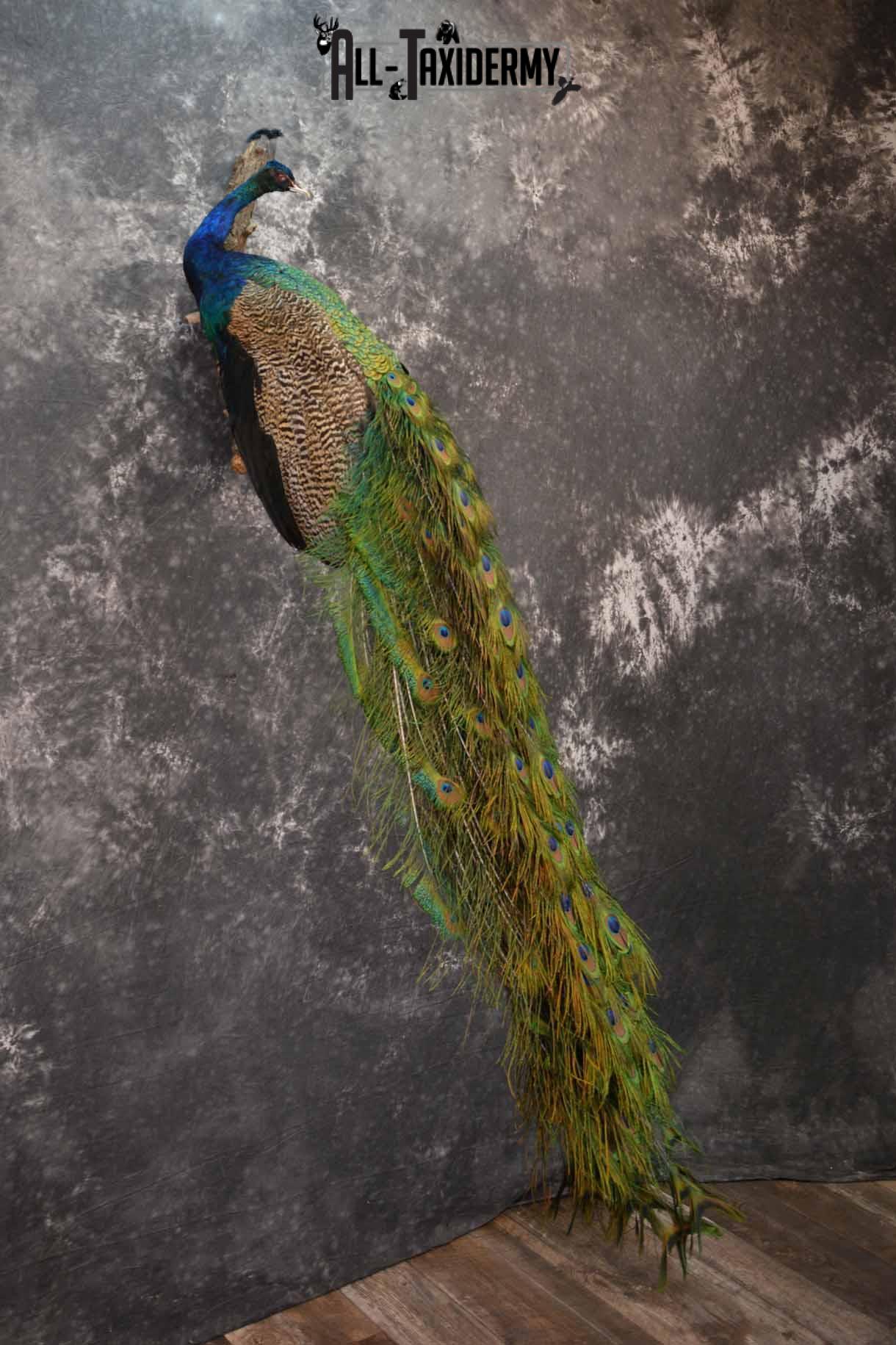 Indian Peacock taxidermy mount for sale SKU 1251 - Image 4