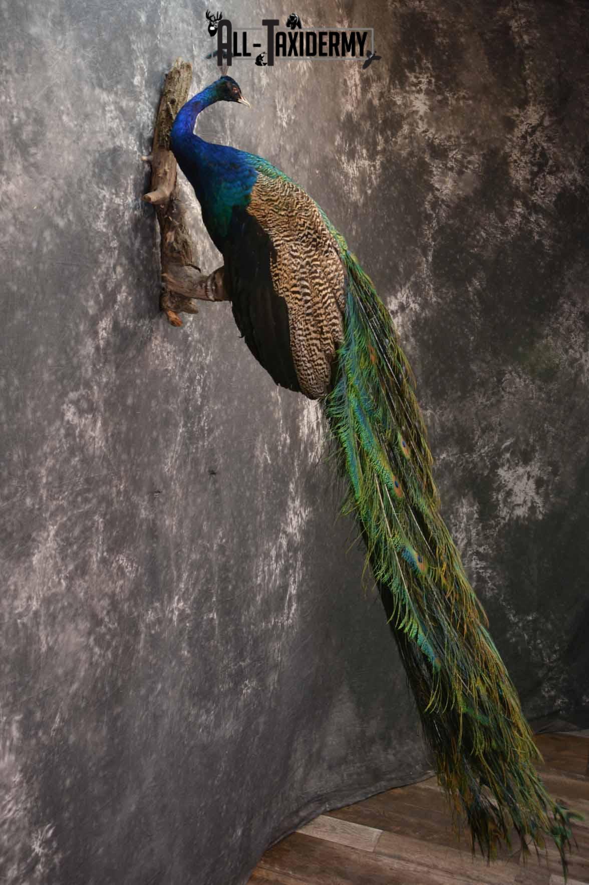 Indian Peacock taxidermy mount for sale SKU 1251 - Image 5