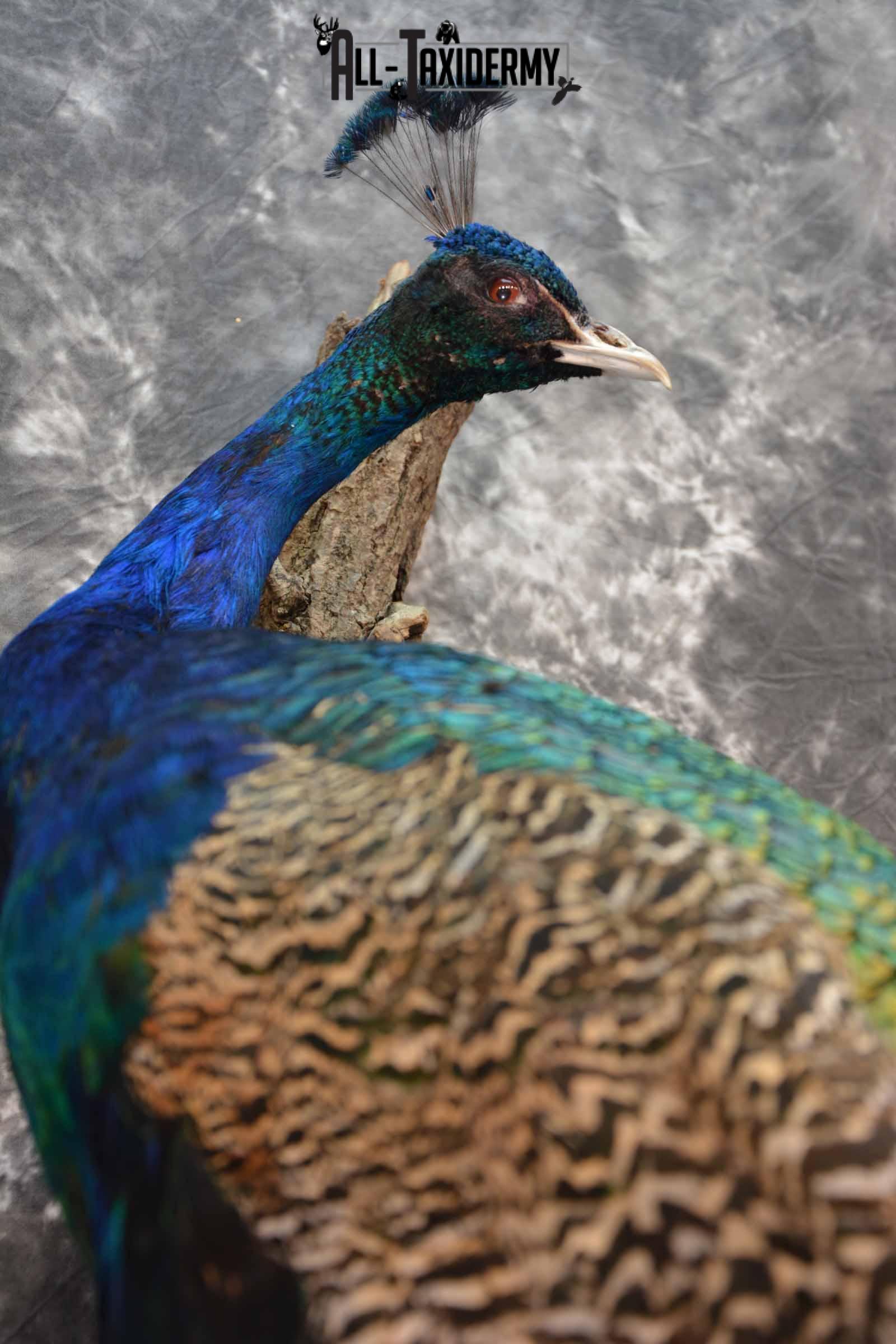 Indian Peacock taxidermy mount for sale SKU 1251 - Image 6