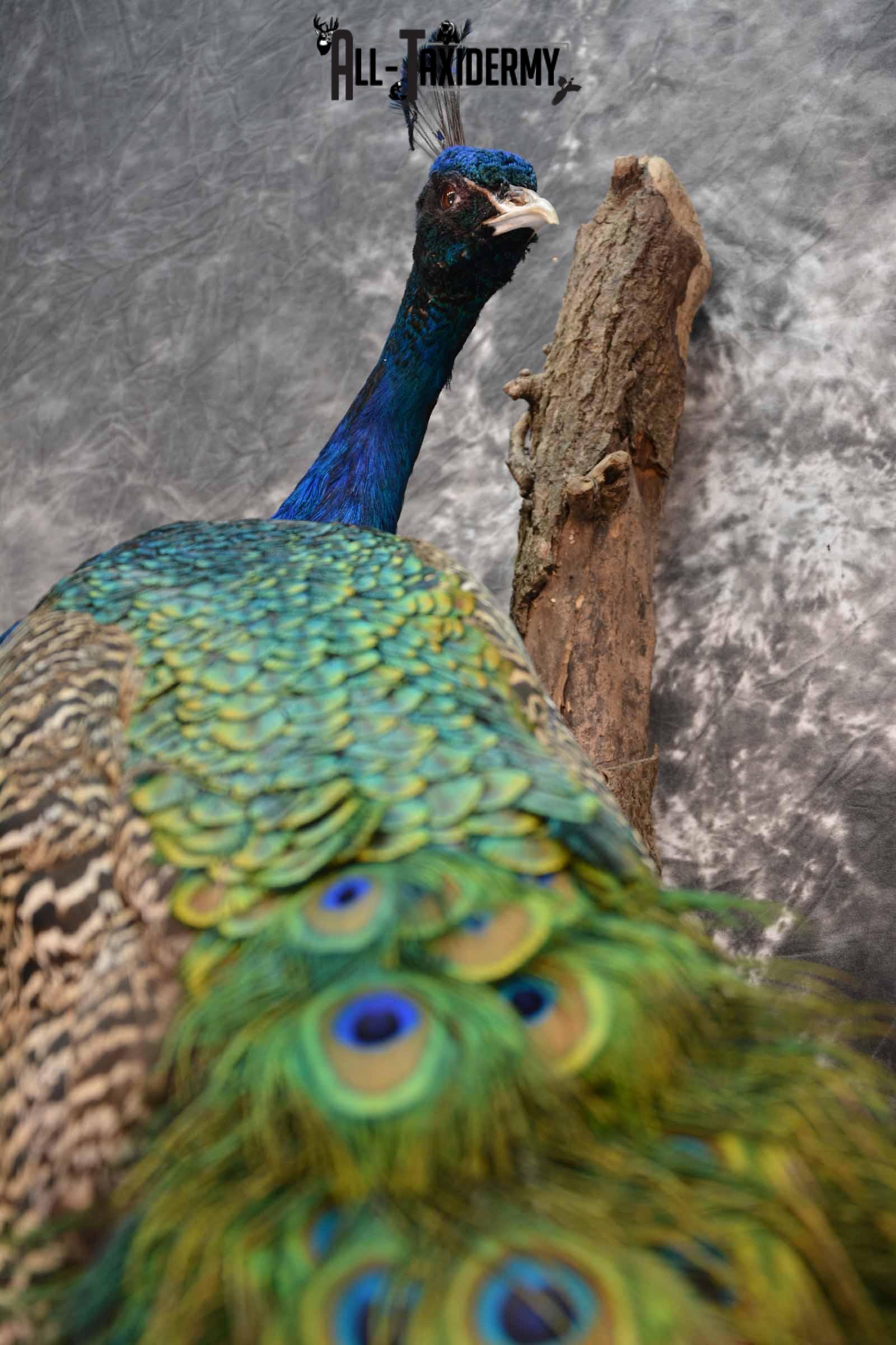 Indian Peacock taxidermy mount for sale SKU 1251 - Image 7