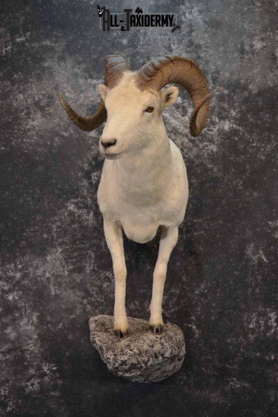 1/2 Dall Sheep taxidermy mount for sale SKU 1246
