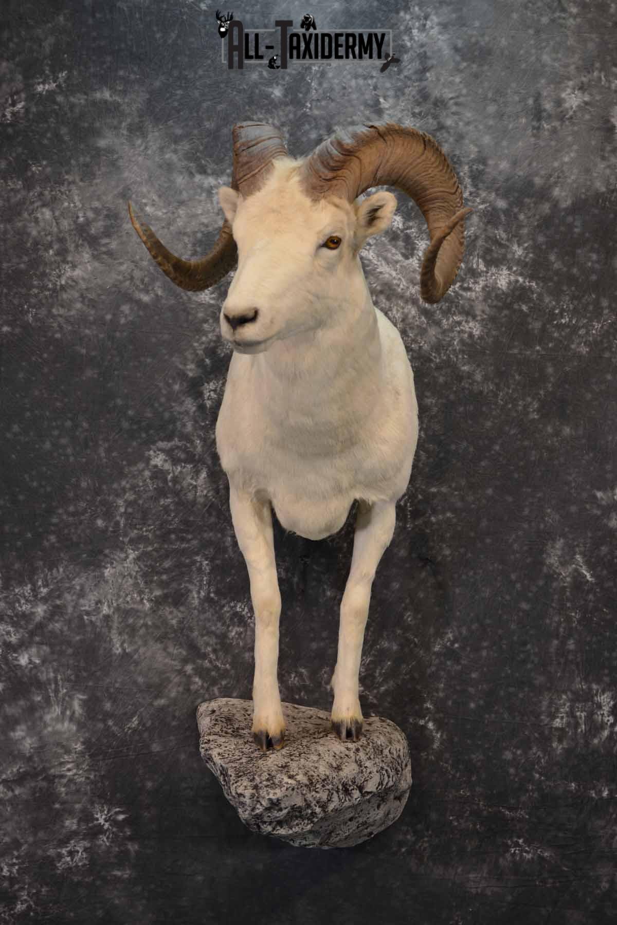 1/2 Dall Sheep taxidermy mount for sale SKU 1246