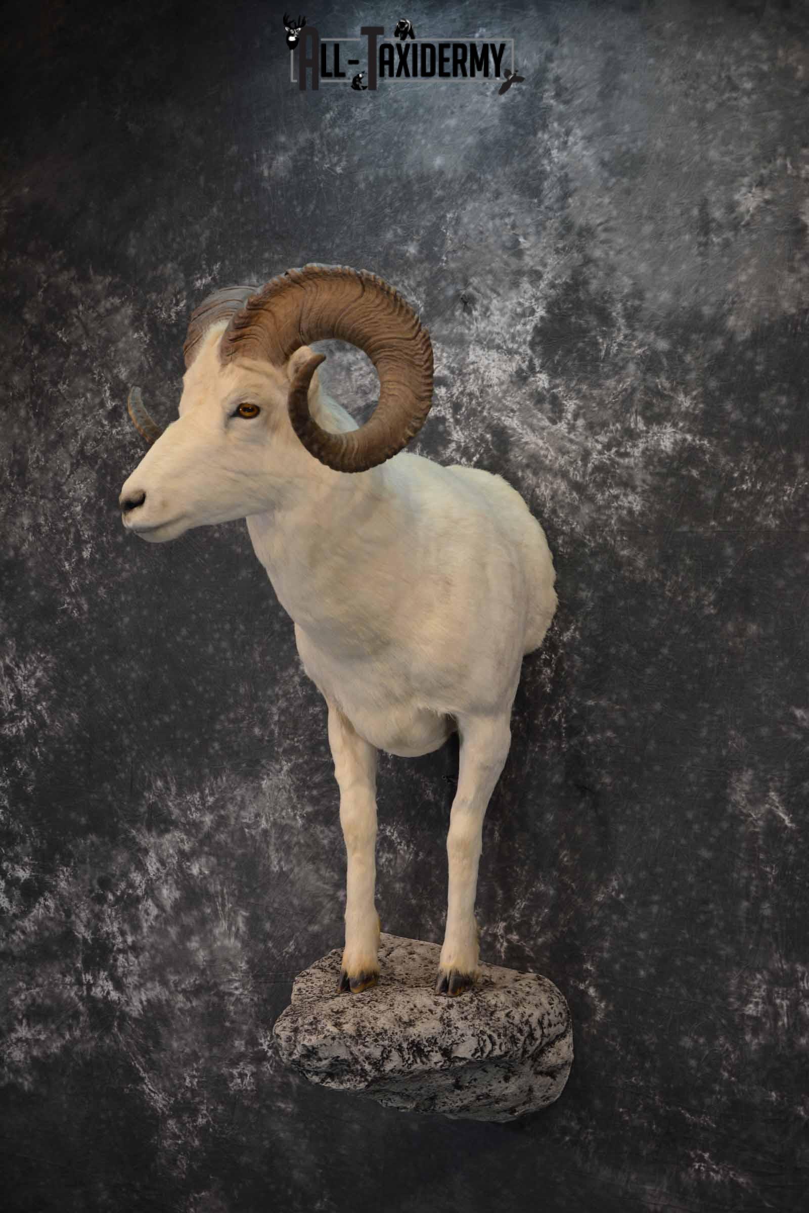 1/2 Dall Sheep taxidermy mount for sale SKU 1246 - Image 2