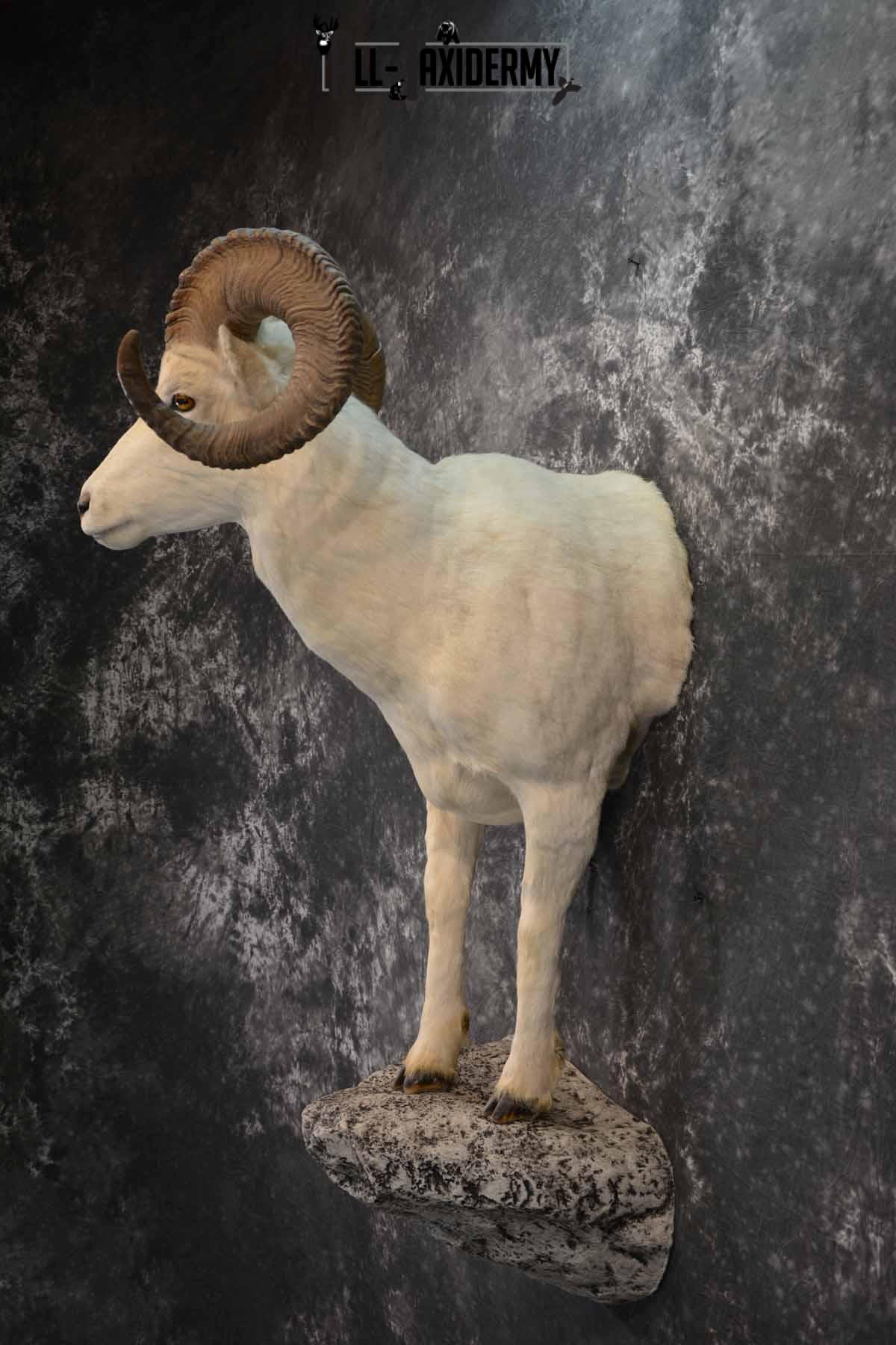 1/2 Dall Sheep taxidermy mount for sale SKU 1246 - Image 3