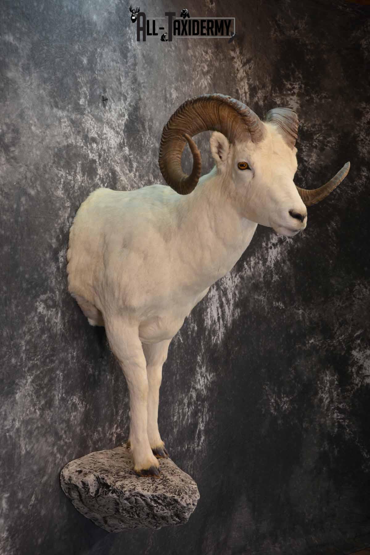 1/2 Dall Sheep taxidermy mount for sale SKU 1246 - Image 5