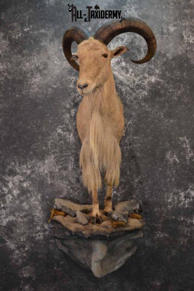 1/2 life size Aoudad Sheep taxidermy mount for sale SKU 1257