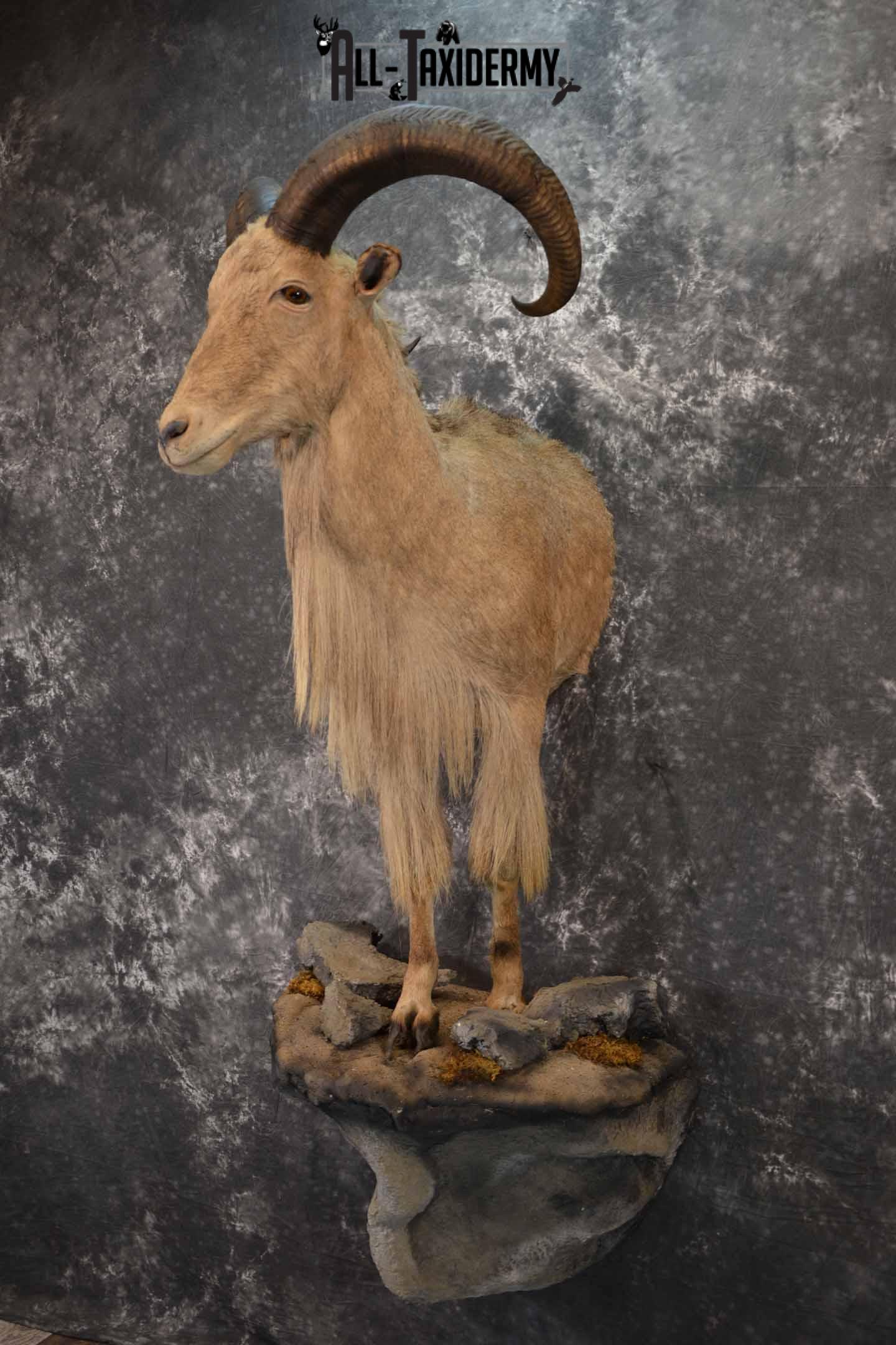 1/2 life size Aoudad Sheep taxidermy mount for sale SKU 1257 - Image 2