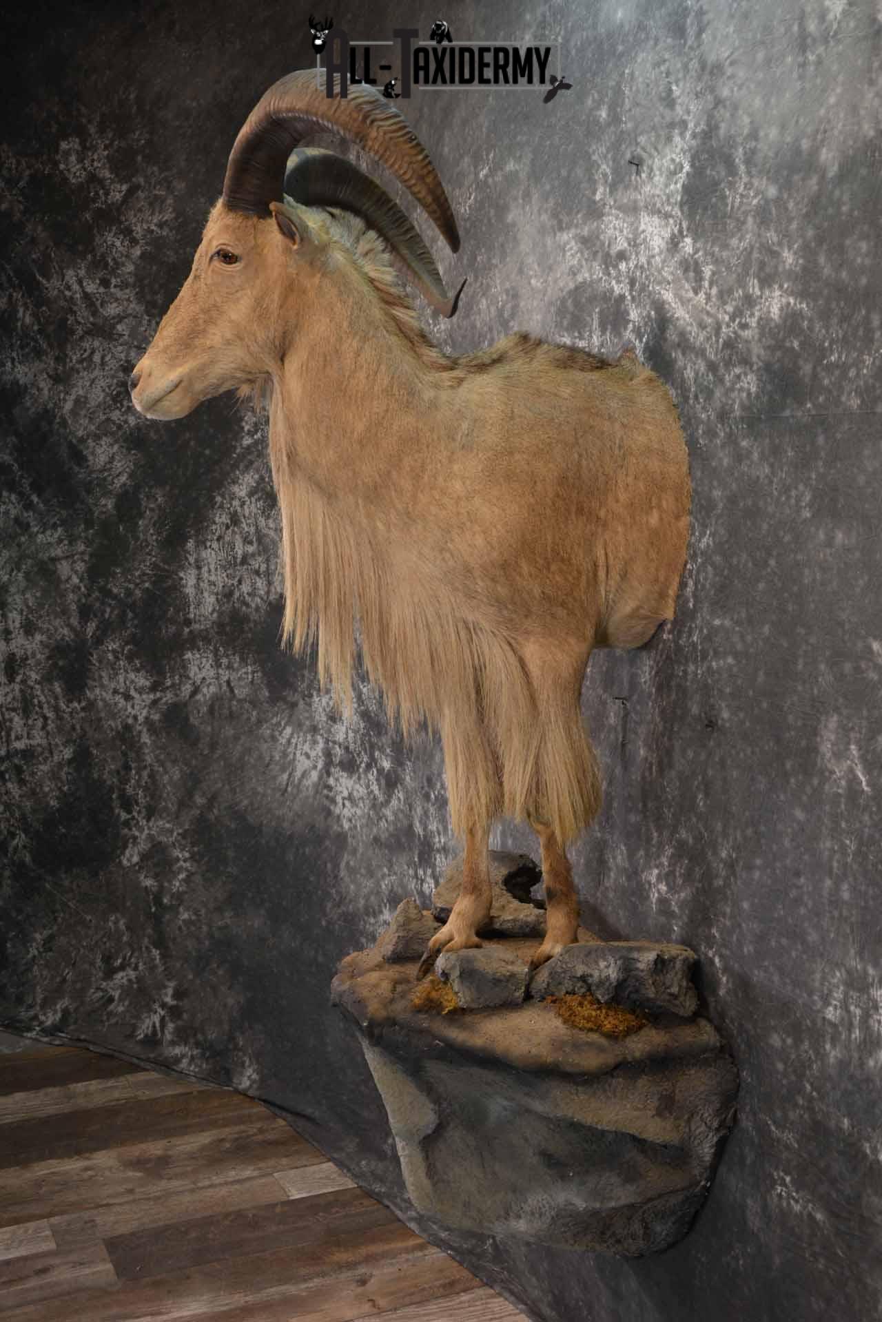 1/2 life size Aoudad Sheep taxidermy mount for sale SKU 1257 - All