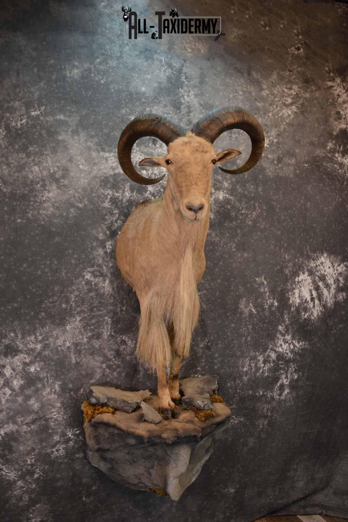 1/2 life size Aoudad Sheep taxidermy mount for sale SKU 1257 - Image 4