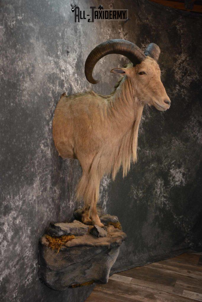 1-2-life-size-aoudad-sheep-taxidermy-mount-for-sale-sku-1257-all