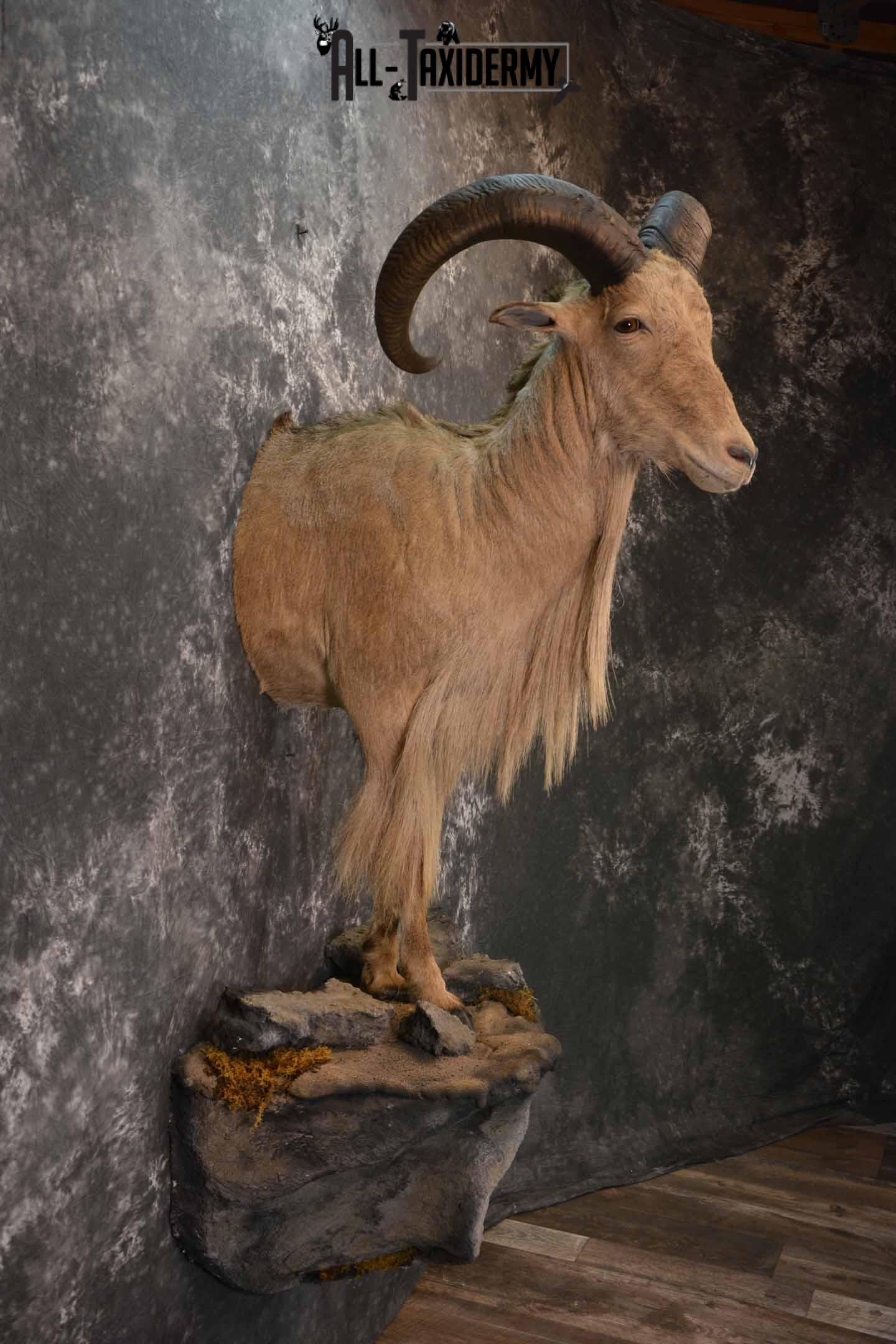 1/2 life size Aoudad Sheep taxidermy mount for sale SKU 1257 - Image 5