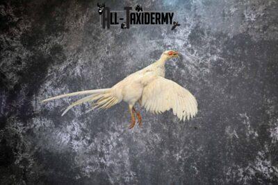 White Pheasant taxidermy mount for sale SKU 1199