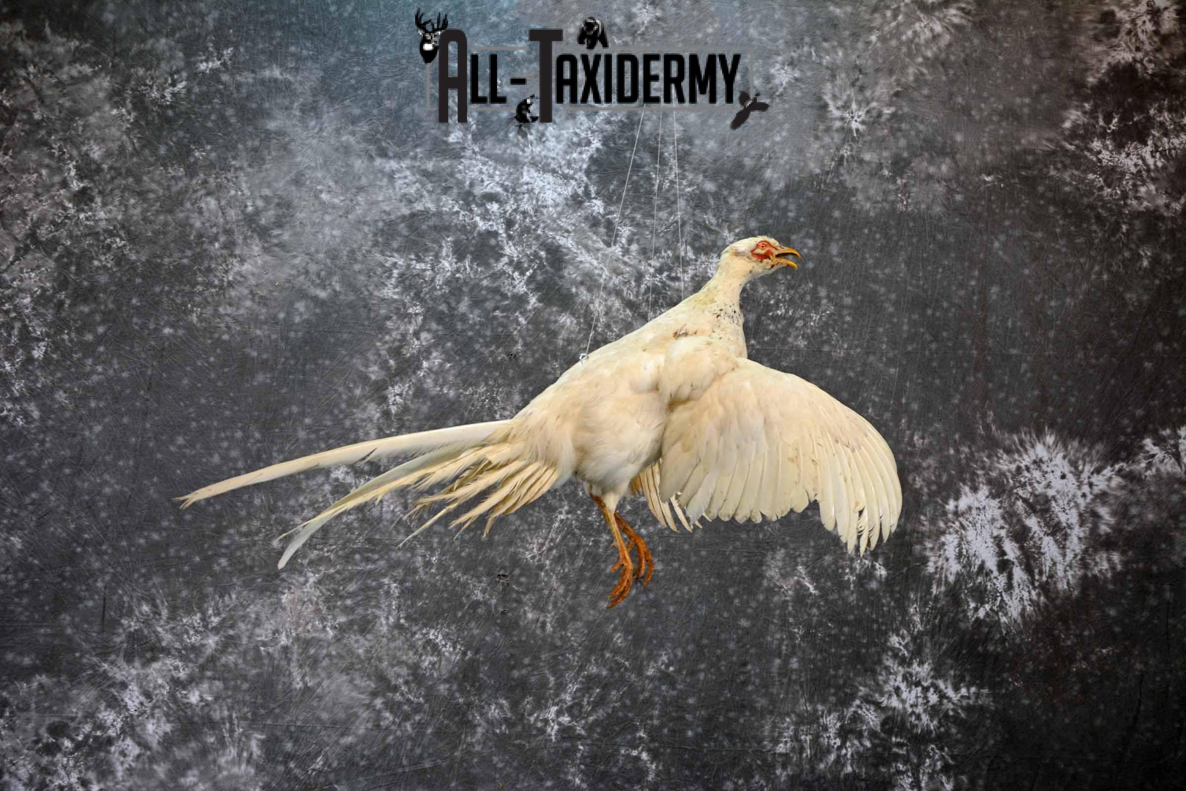 White Pheasant taxidermy mount for sale SKU 1199 - Image 2